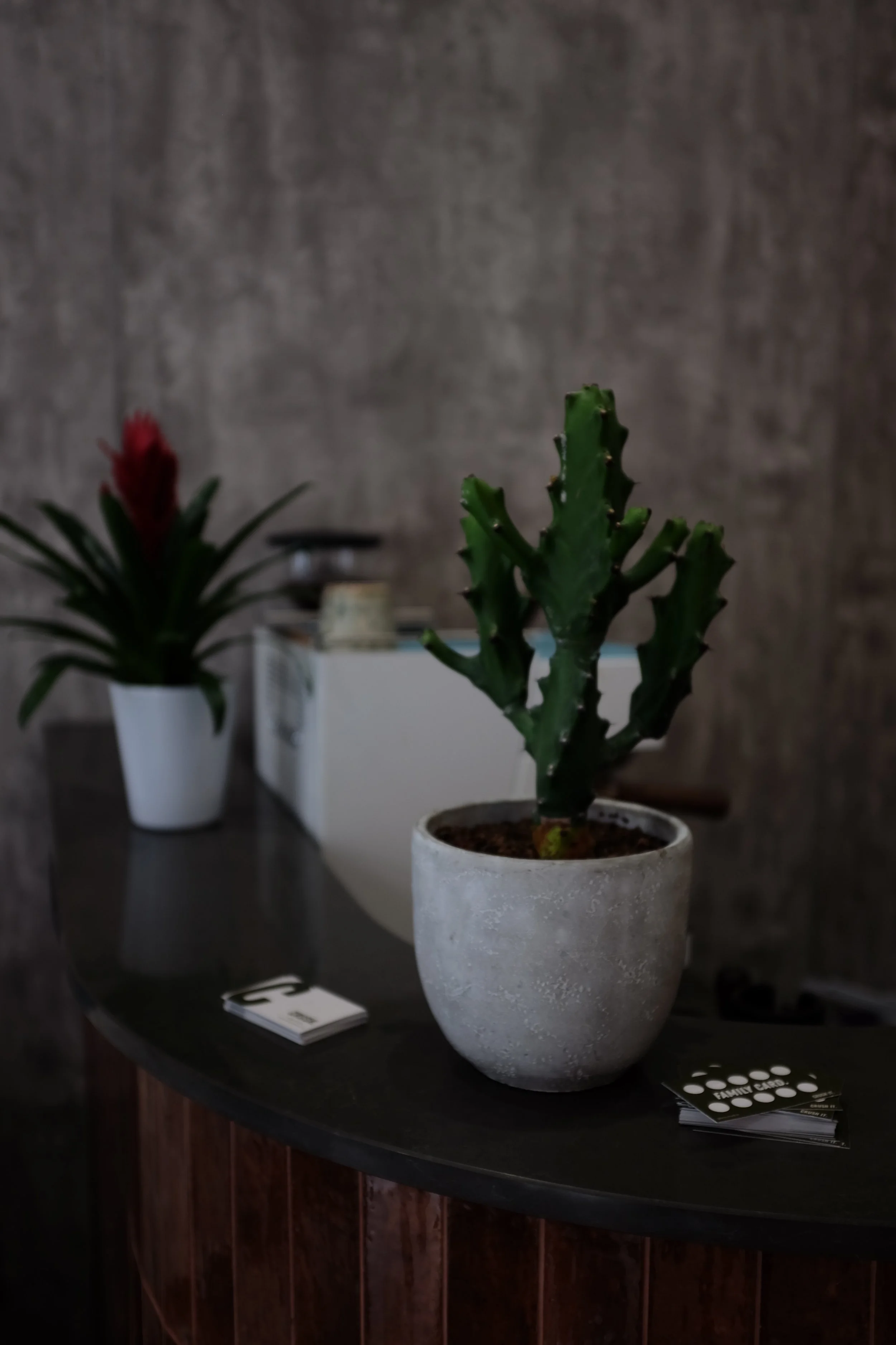 A potted cactus plant on a dark wooden table, with a smaller potted plant with green leaves and a red flower in the background, against a textured gray wall.