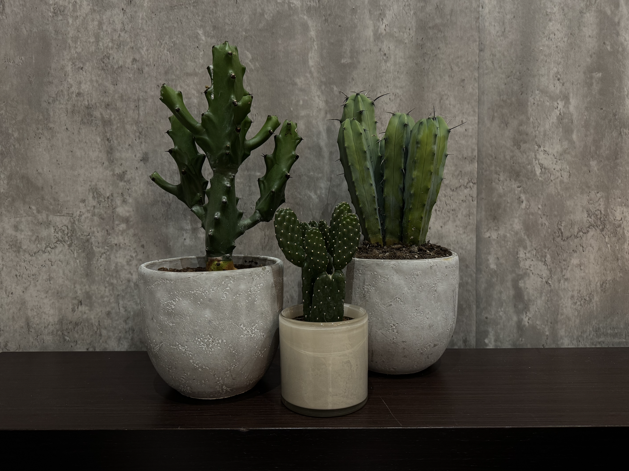 Three potted cacti of different species on a dark wooden surface against a gray textured wall.