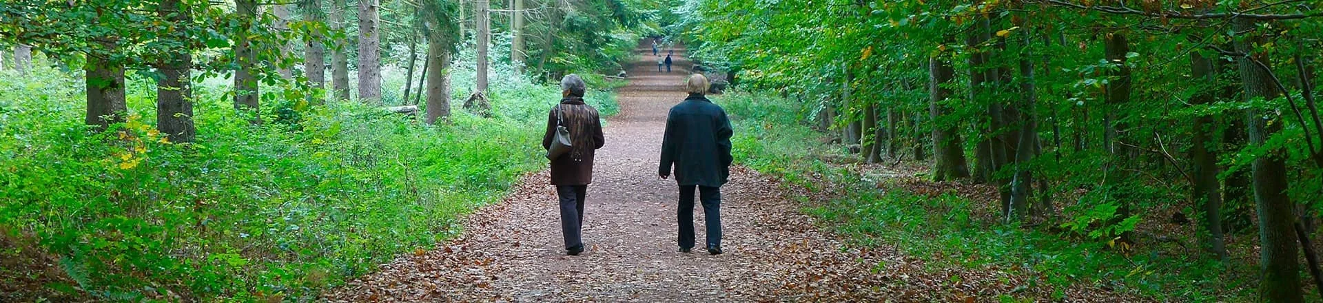 people walking in woodlands