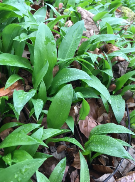 wir lieben bärlauch!