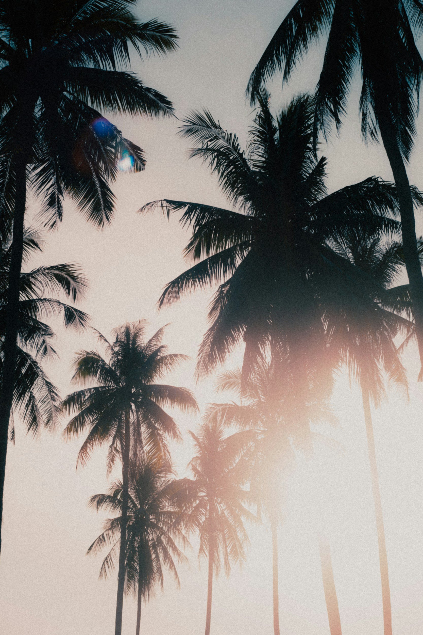 Silhouettes of palm trees against a sunset sky with a gradient of pink, orange, and blue hues.
