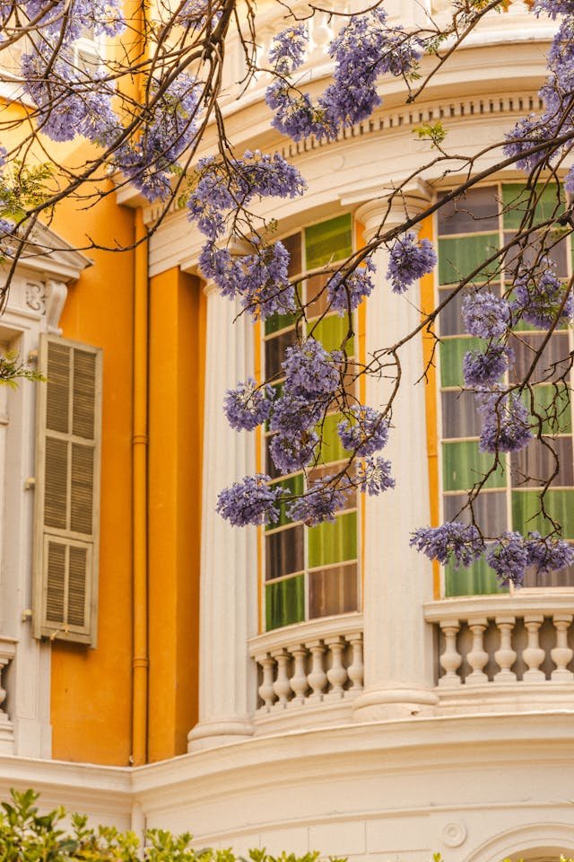 Yellow and white historic building with large stained glass windows and decorative architectural details, partially covered by flowering purple wisteria vines.