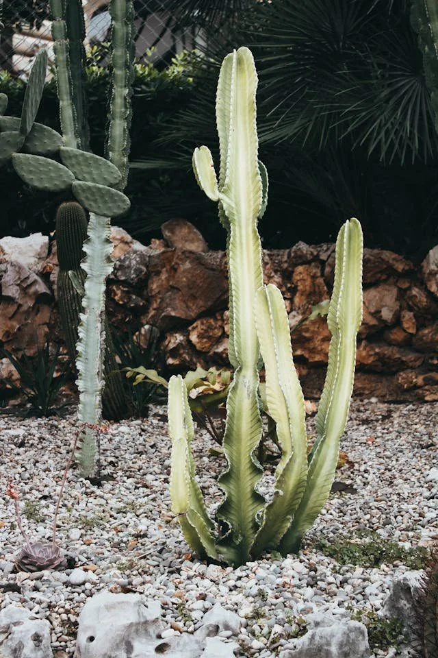 Tall, green cactus with multiple elongated, ridged stems in a desert-like setting with pebbles and rocks, and other cacti and desert plants in the background.