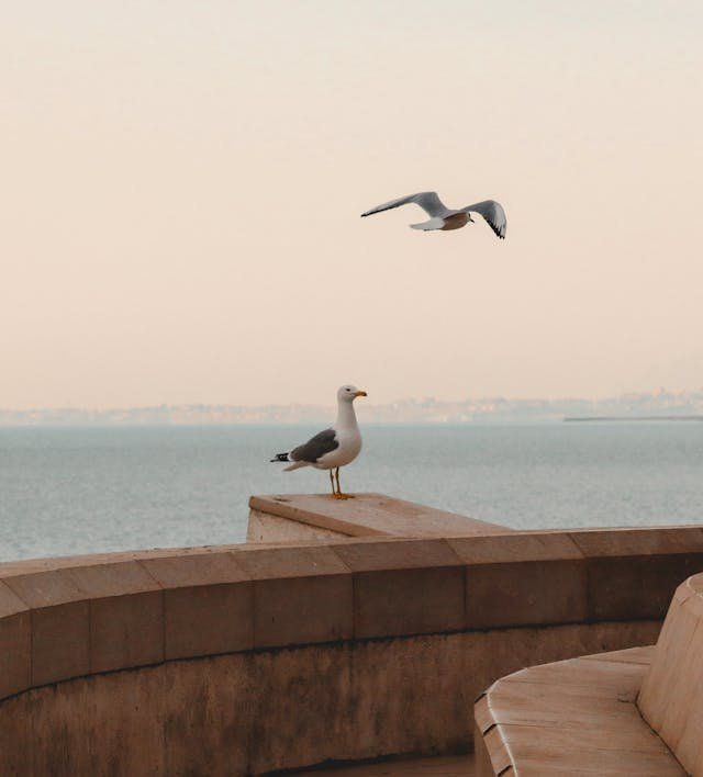 A seagull standing on a stone railing overlooking water, with another seagull flying above.