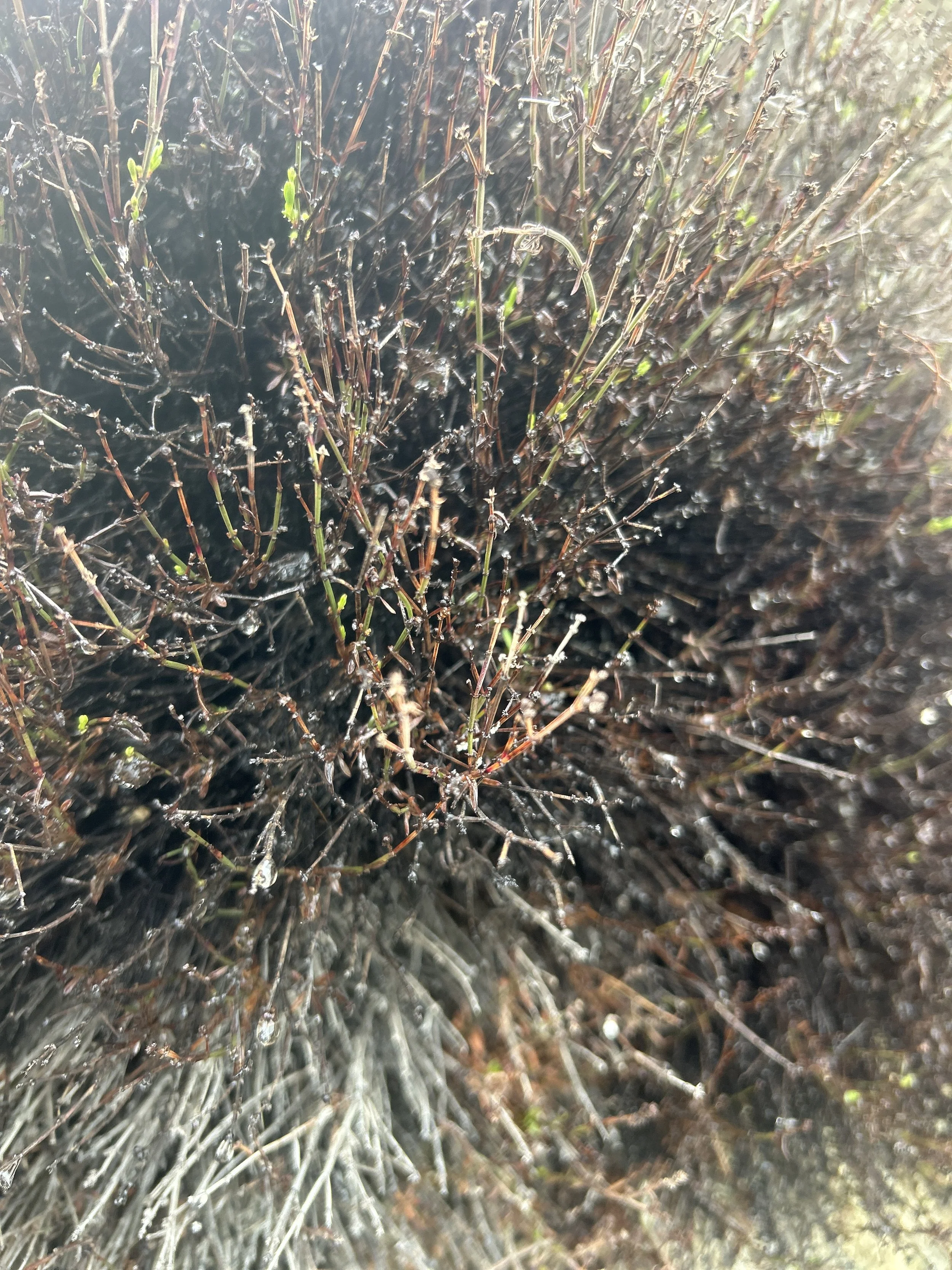 Close-up of a dry, brown, woody shrub with some small green buds, taken outdoors in sunlight.