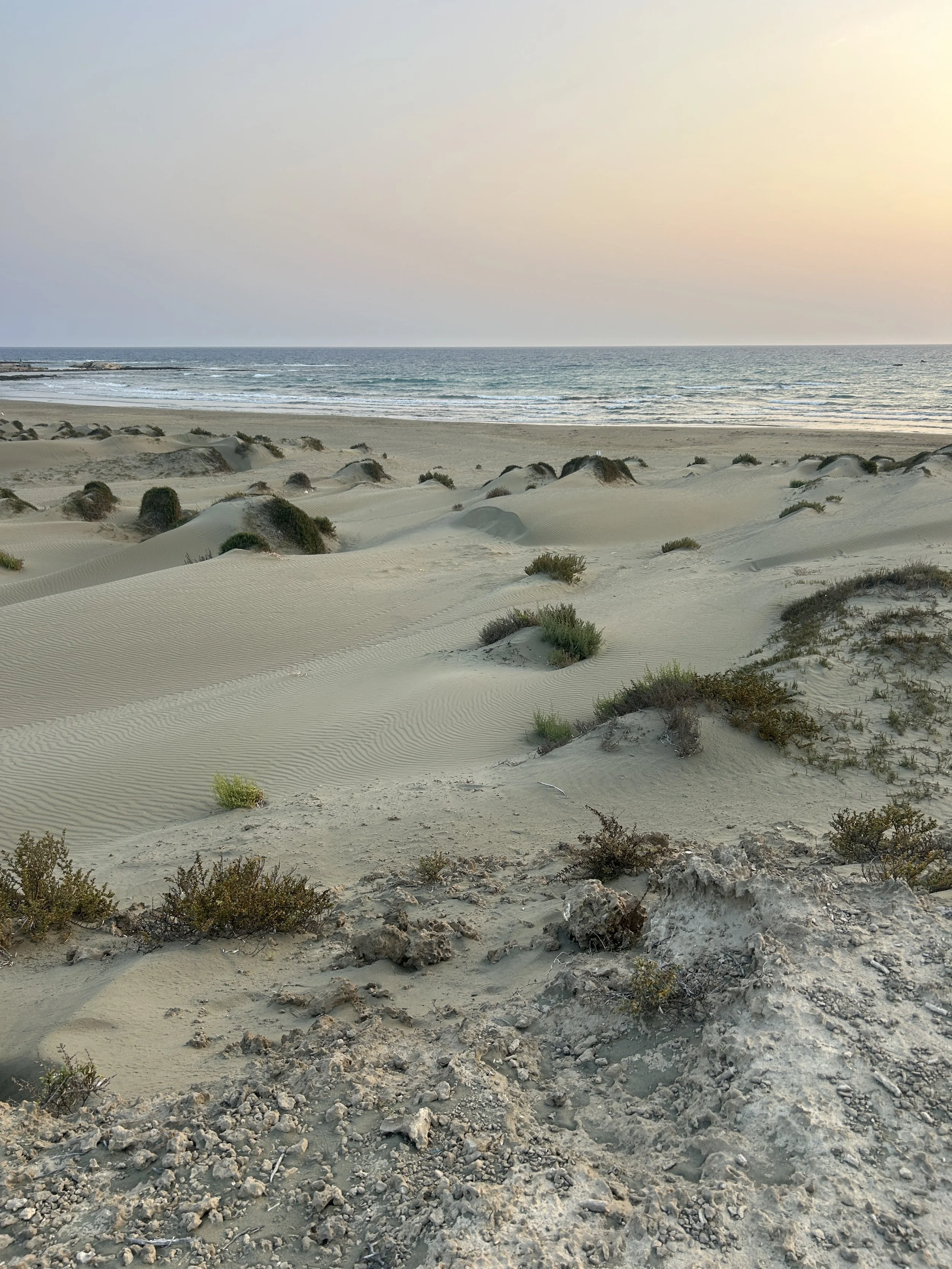 Sandy desert landscape with small bushes leading to a calm ocean under a pastel-colored sky at sunset.
