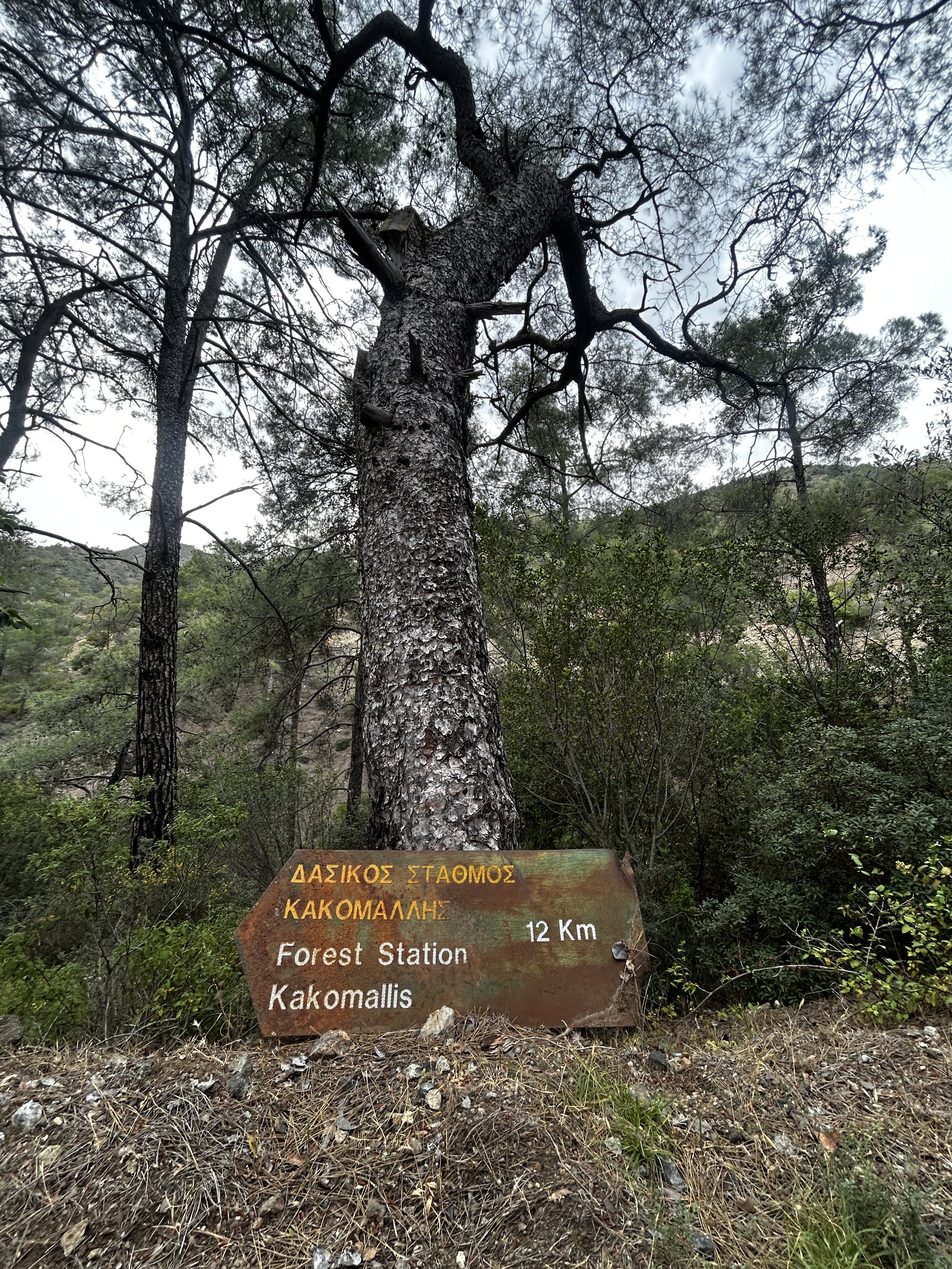 A tall pine tree in a forest with a rusted sign at its base indicating the direction and distance to the Forest Station Kakomallis, which is 12 kilometers away.
