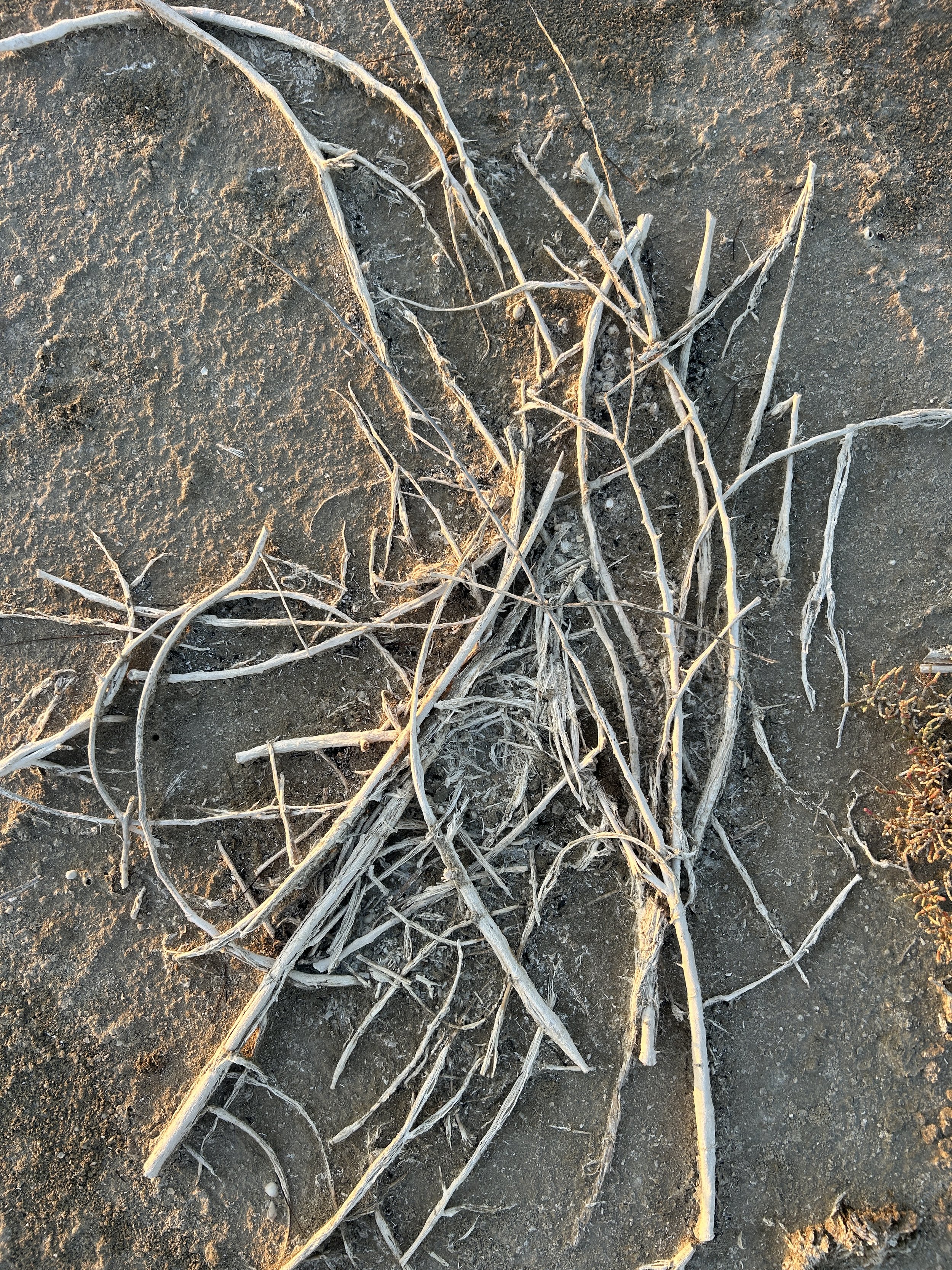 Dry, twisted branches and roots scattered on sandy ground.