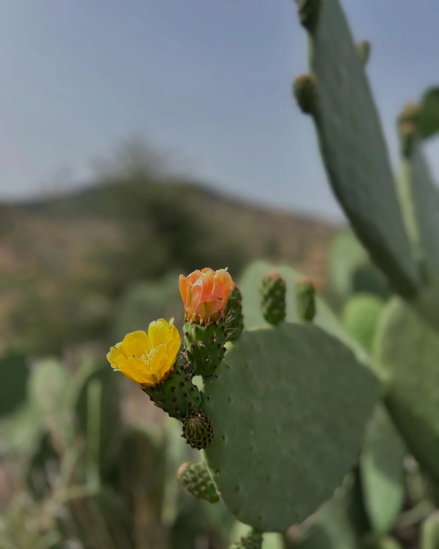 Close-up of prickly pear cactus with yellow and orange flowers blooming.