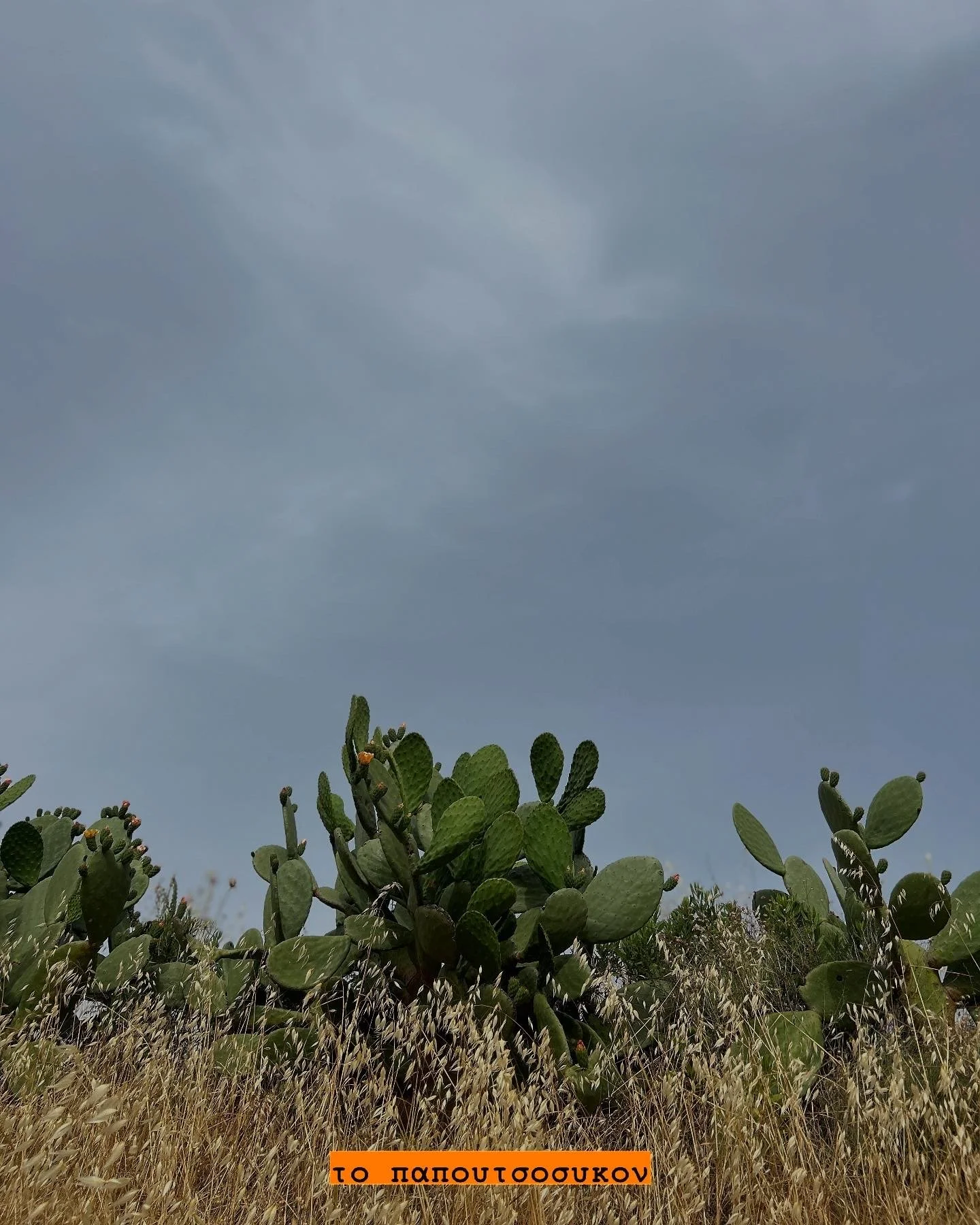 A desert landscape with a large prickly pear cactus in the foreground, dry grass at its base, and an overcast sky in the background. Text at the bottom in Greek reads 'το παπουτσουκον'.