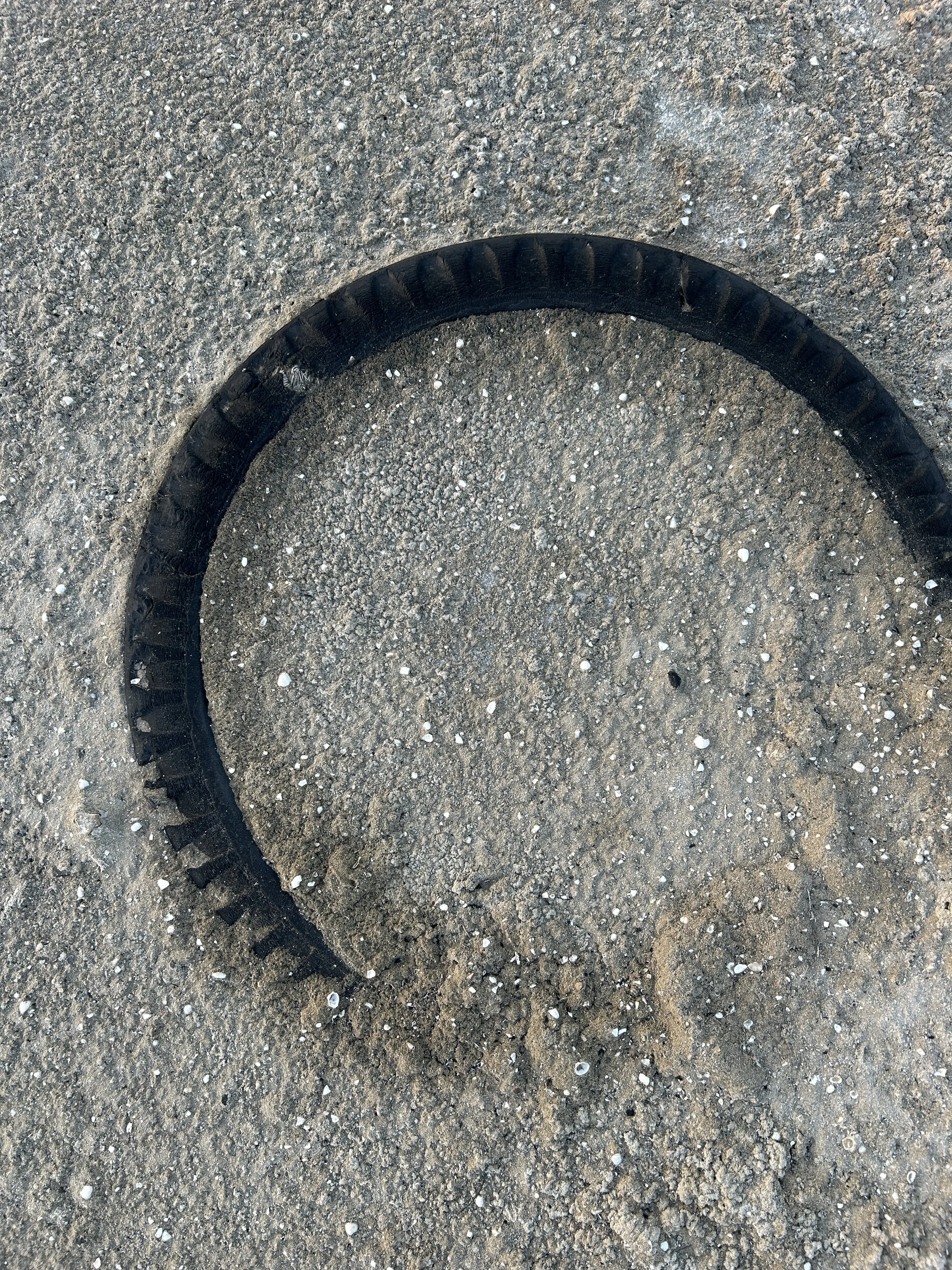 A black, circular object on sandy ground with small white shells and pebbles.