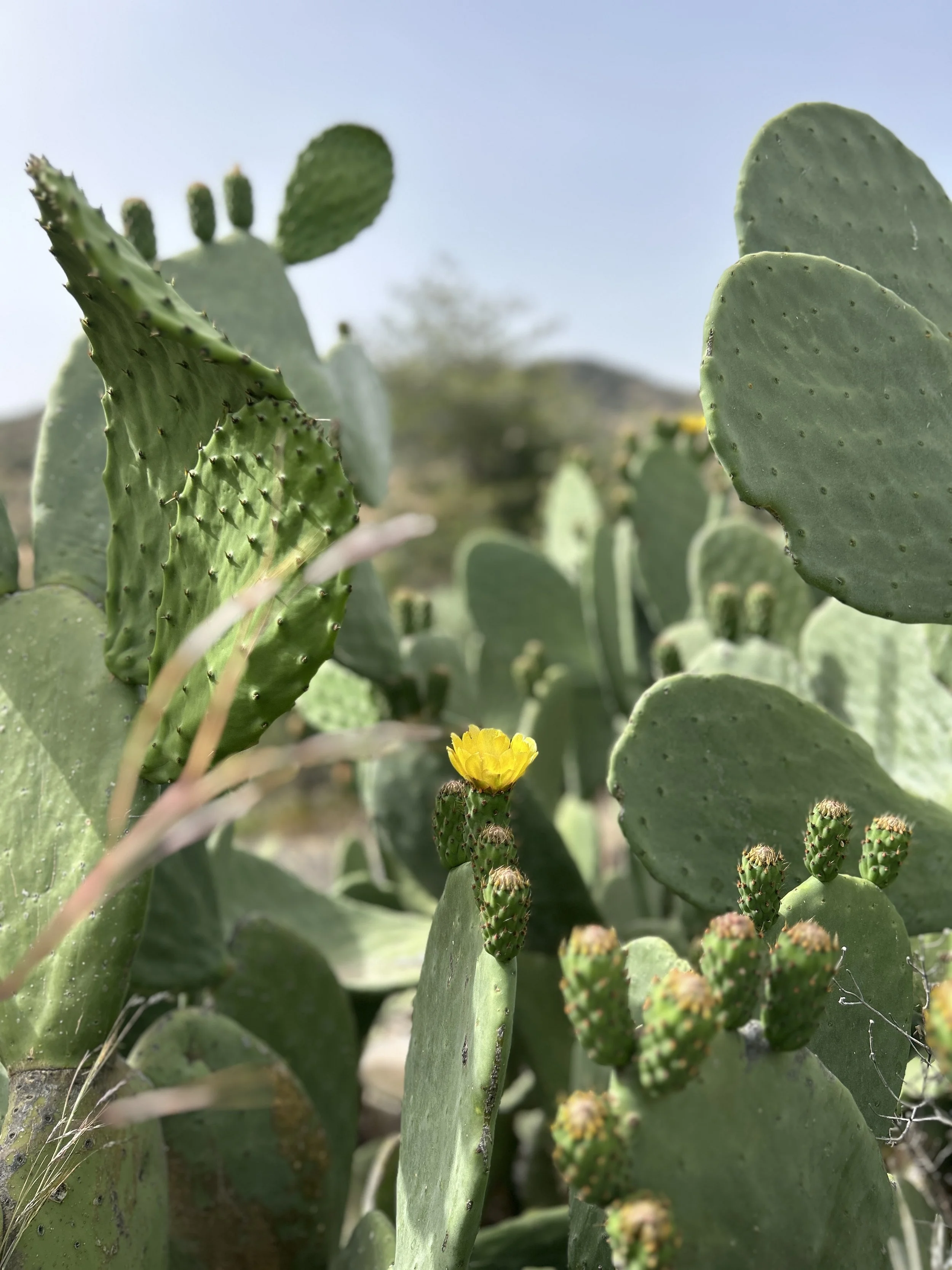 Close-up of a cluster of prickly pear cactus pads with a yellow flower blooming among small fruit. Background shows more cactus pads and a slightly blurred landscape under a clear sky.