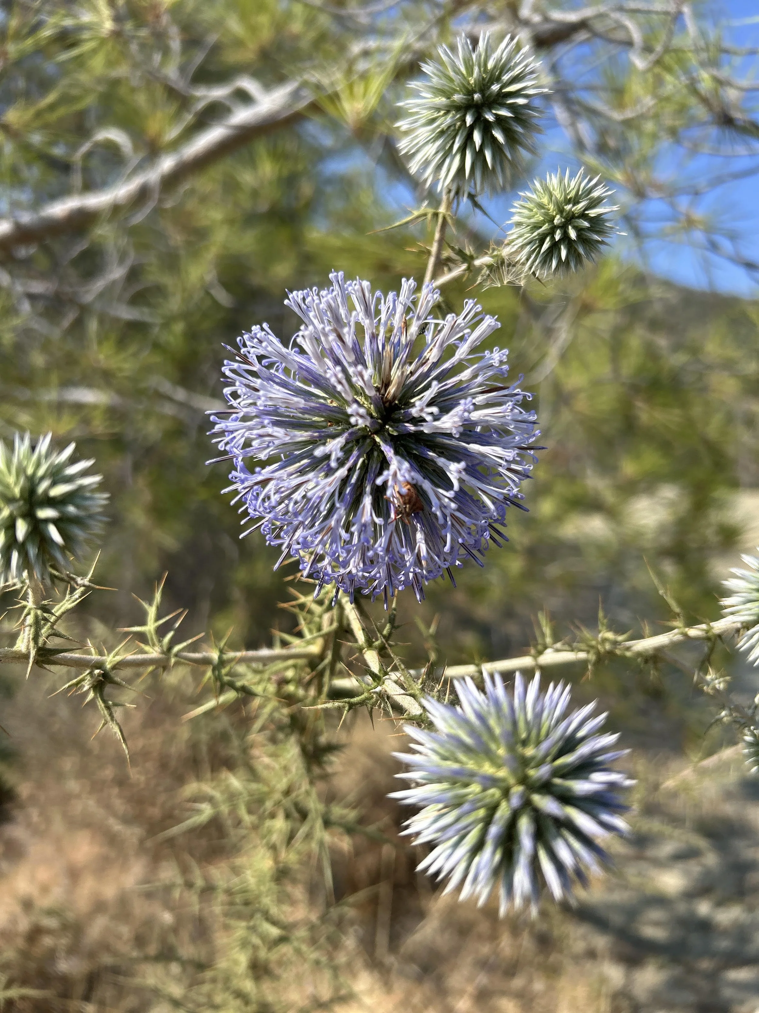 Close-up of a round, spiky purple flower on a desert plant with green and blue hues, surrounded by green needles and blue sky in the background.