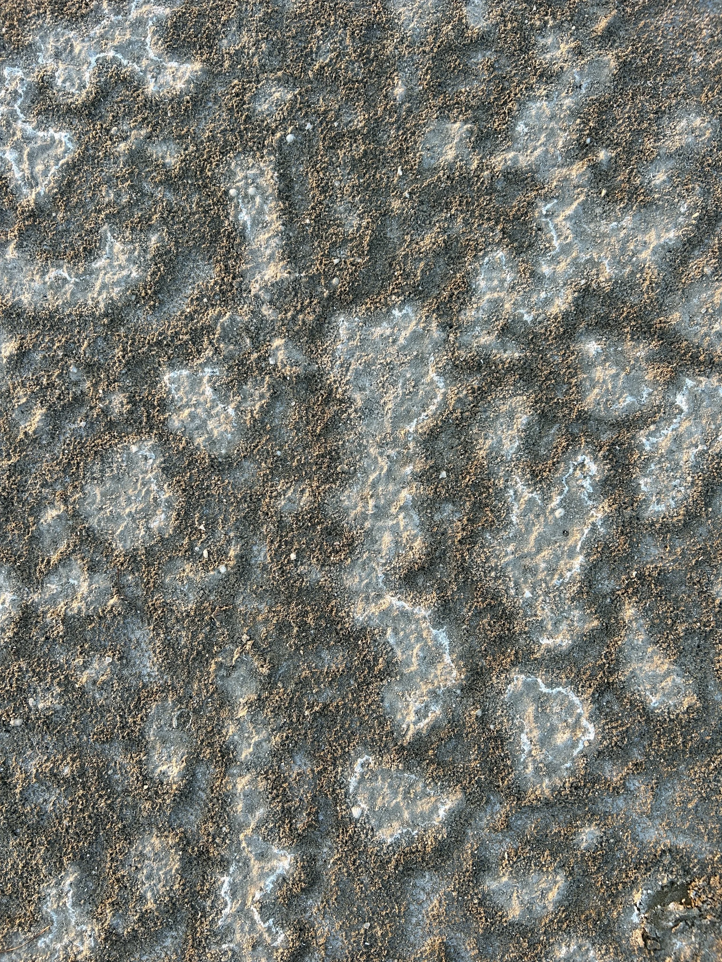Close-up of a rocky or sandy surface with small grains and mineral deposits.