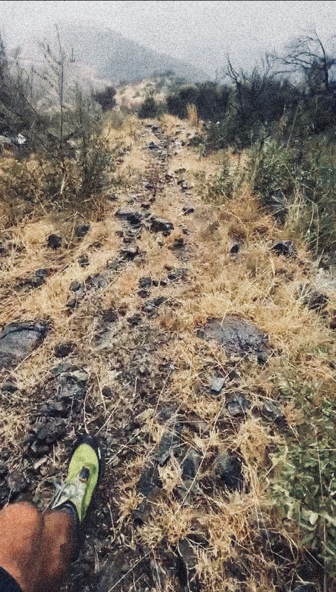 A dirt trail with numerous dark animal tracks, surrounded by dry grass, rocks, and scattered desert bushes, with a person's green and black shoe visible in the lower left corner.