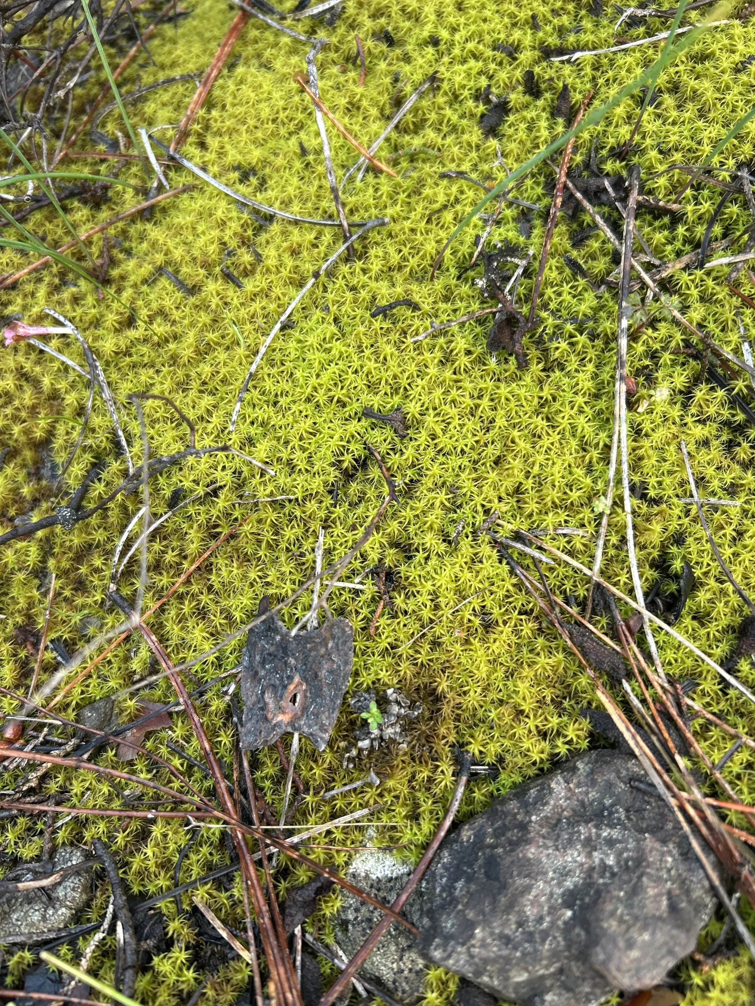 Close-up of bright yellow-green moss with small star-shaped leaves, scattered pine needles, small rocks, and a dried leaf.