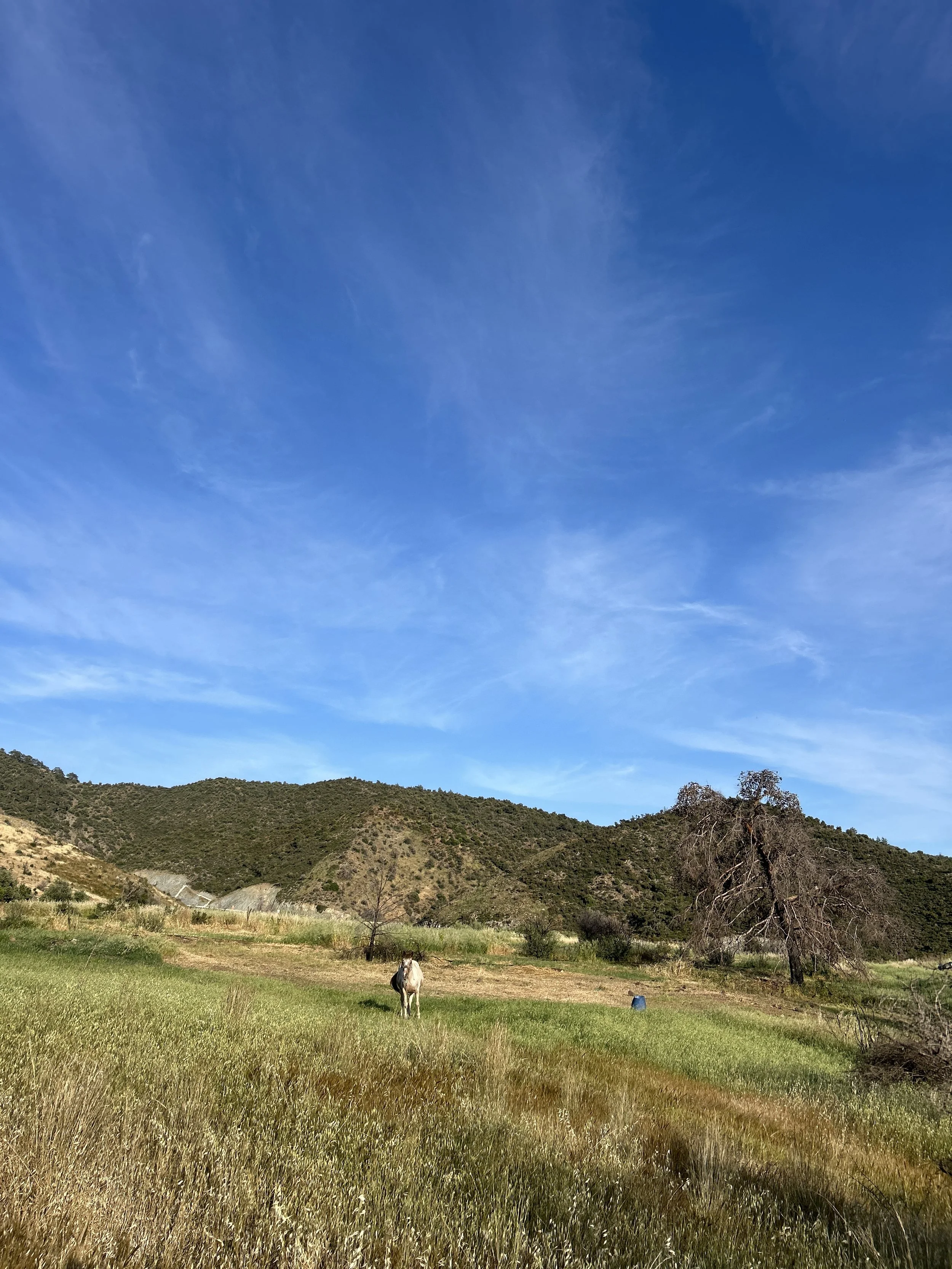 A rural landscape with green grass, sparse trees, a single horse, hills in the background, and a blue sky with wispy clouds.