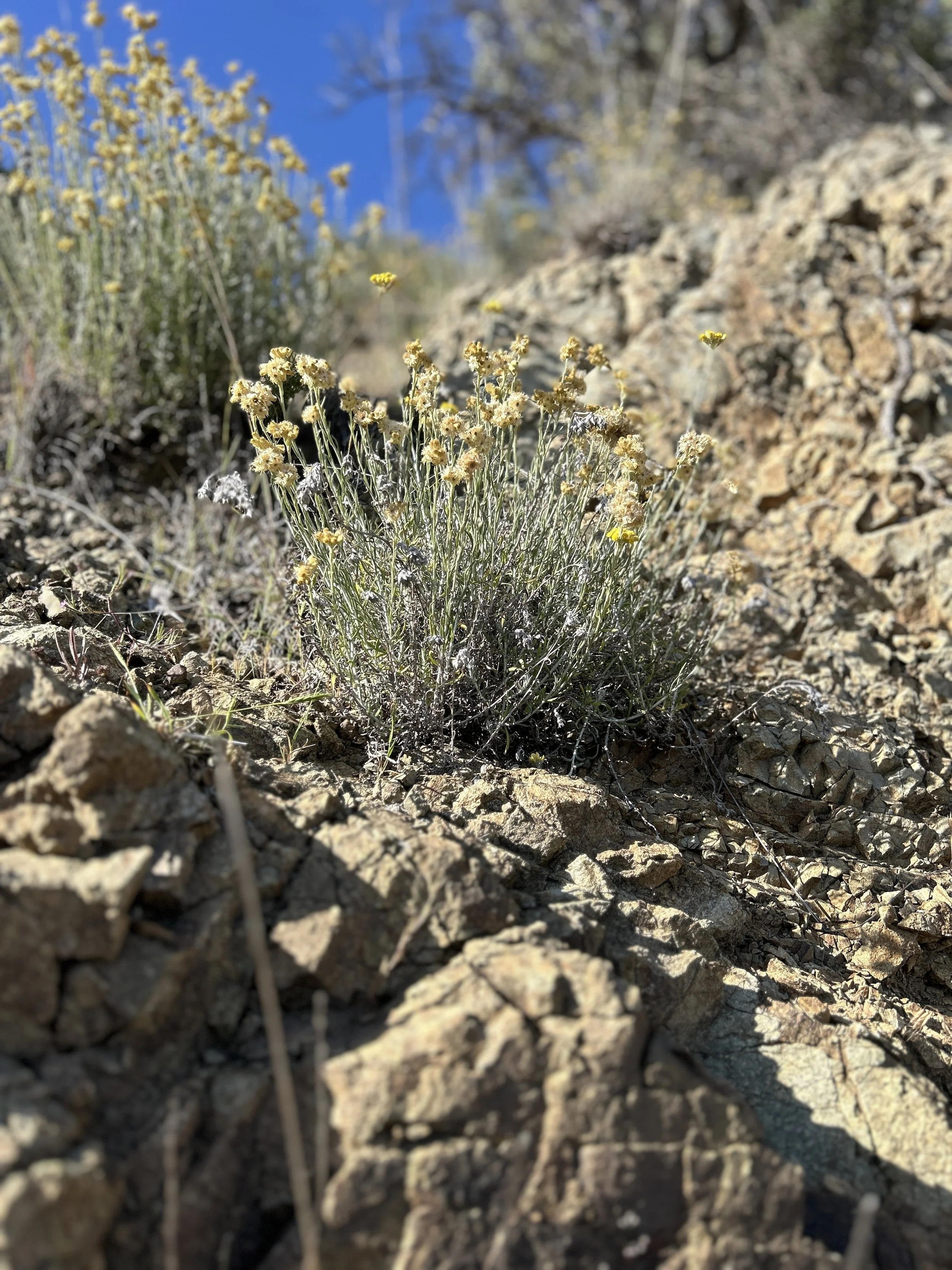 A small yellow flowering plant growing among rocks and dry soil in a desert landscape under a clear blue sky.