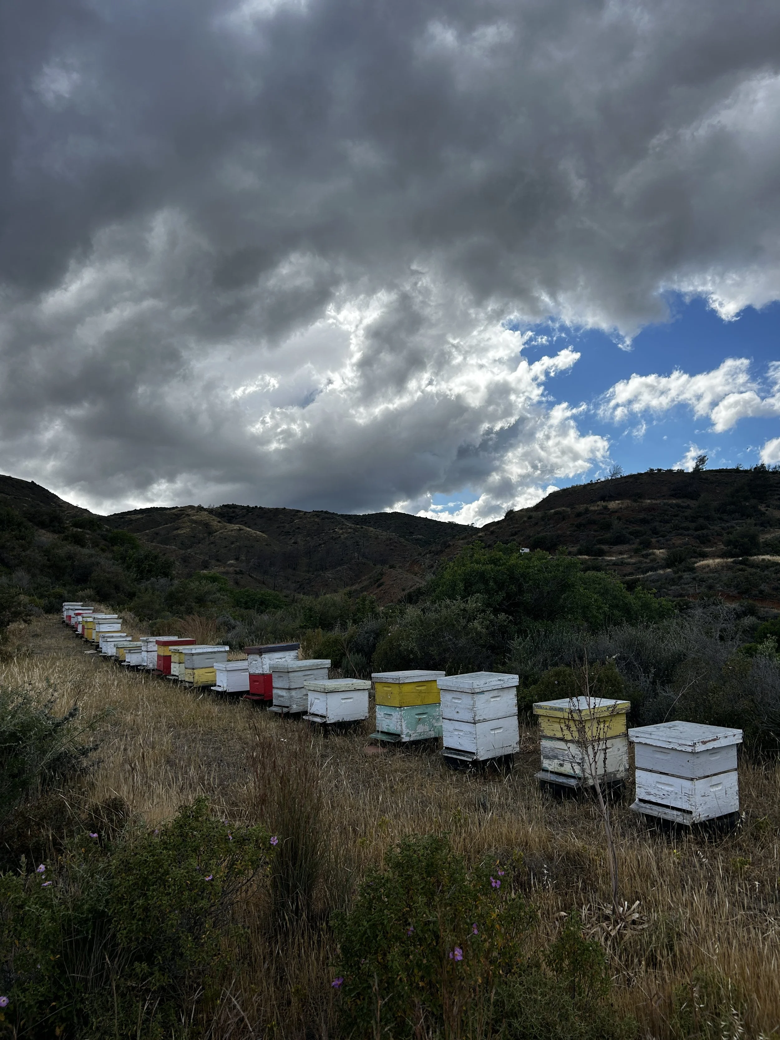 Row of colorful beehives in a grassy field with hills and cloudy sky in the background.