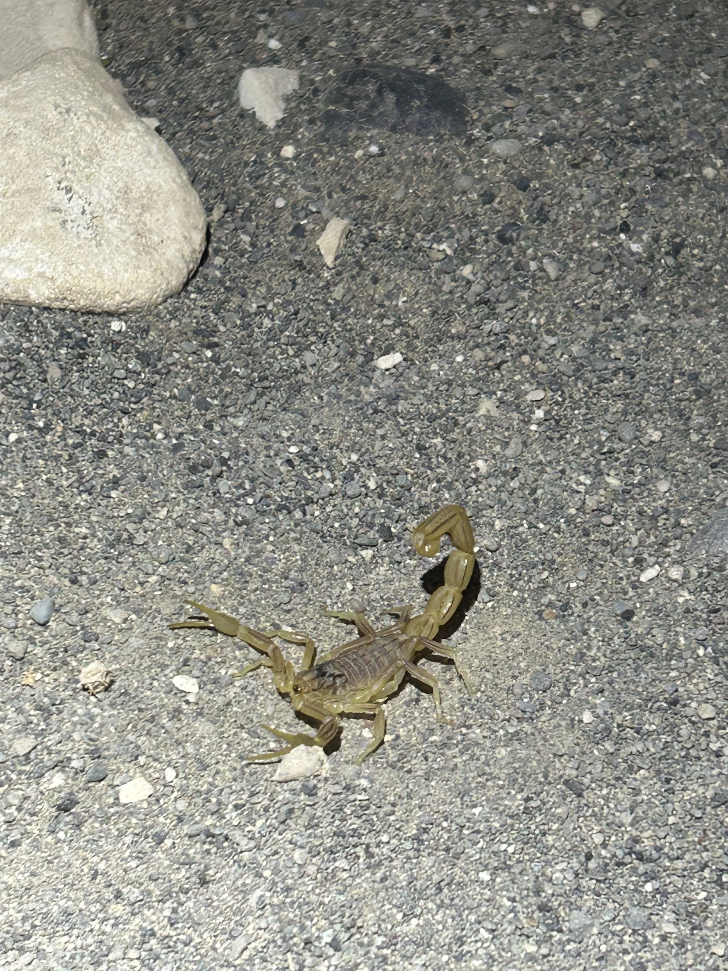 A small scorpion on sandy ground near a large rock.