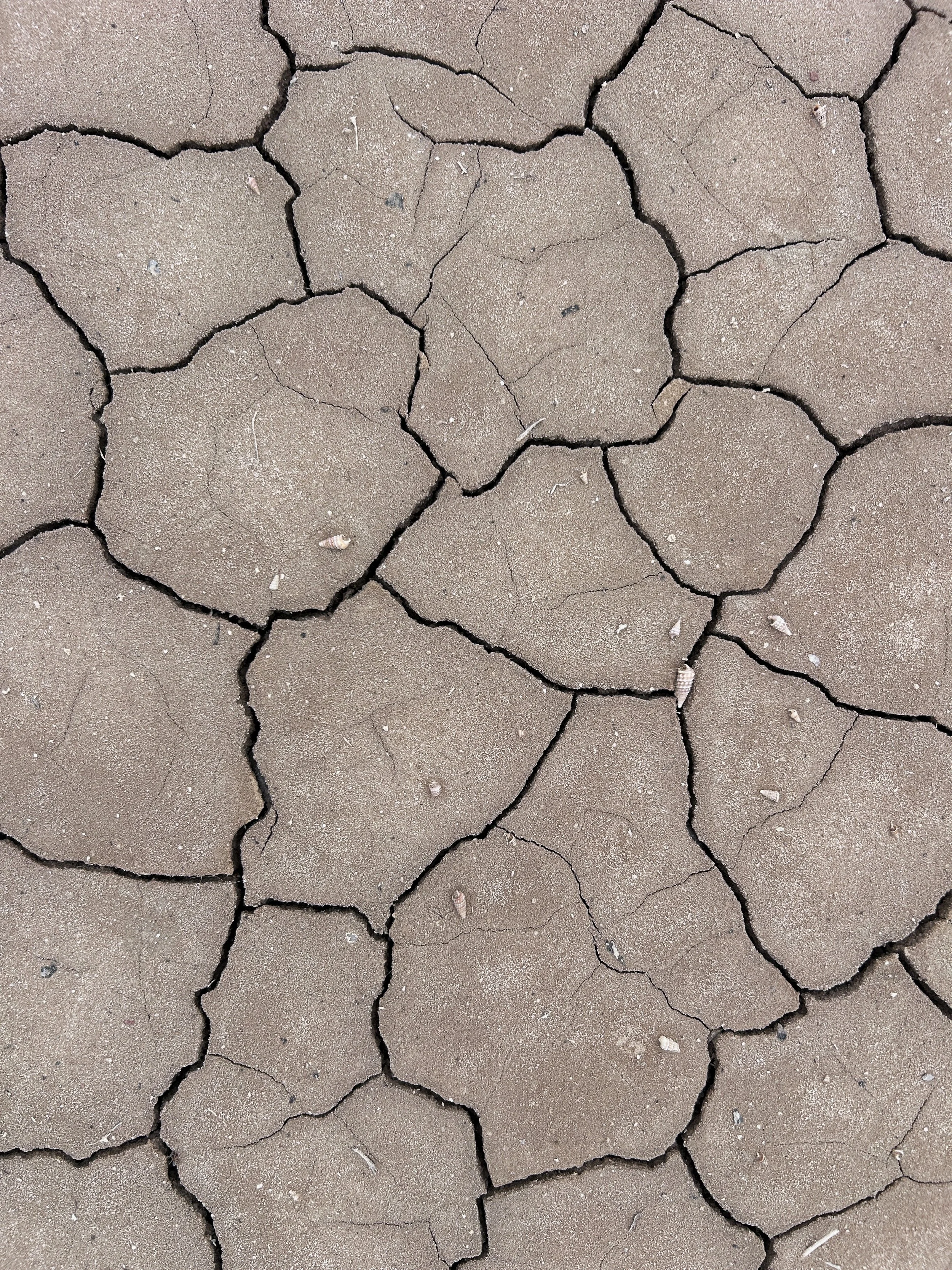 Close-up of cracked, dry, beige soil or mud surface.