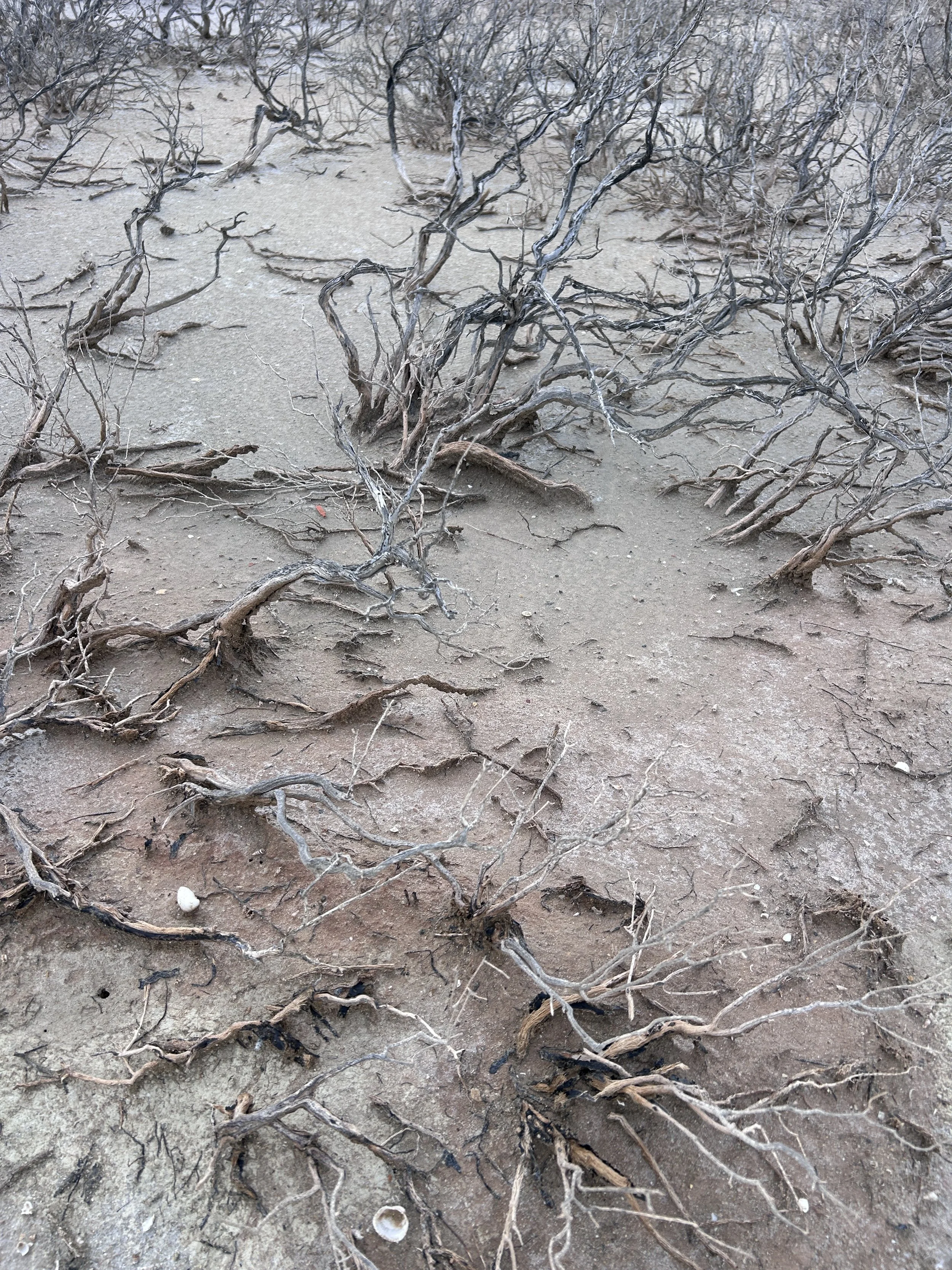 Dry, leafless plant roots and branches on sandy, barren ground.