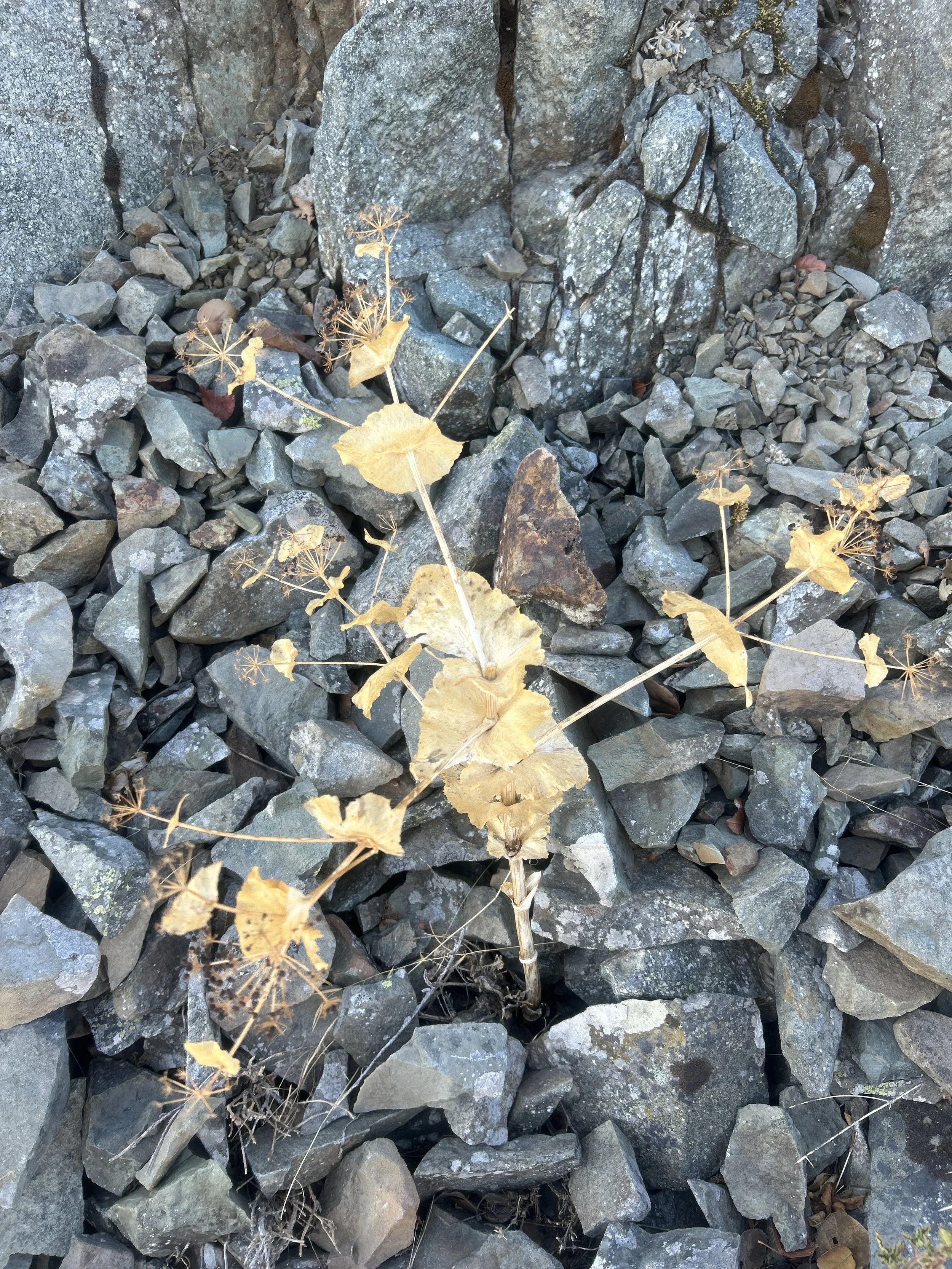A dry, yellow plant with seed heads growing among rocks and gravel at the base of a rocky wall.