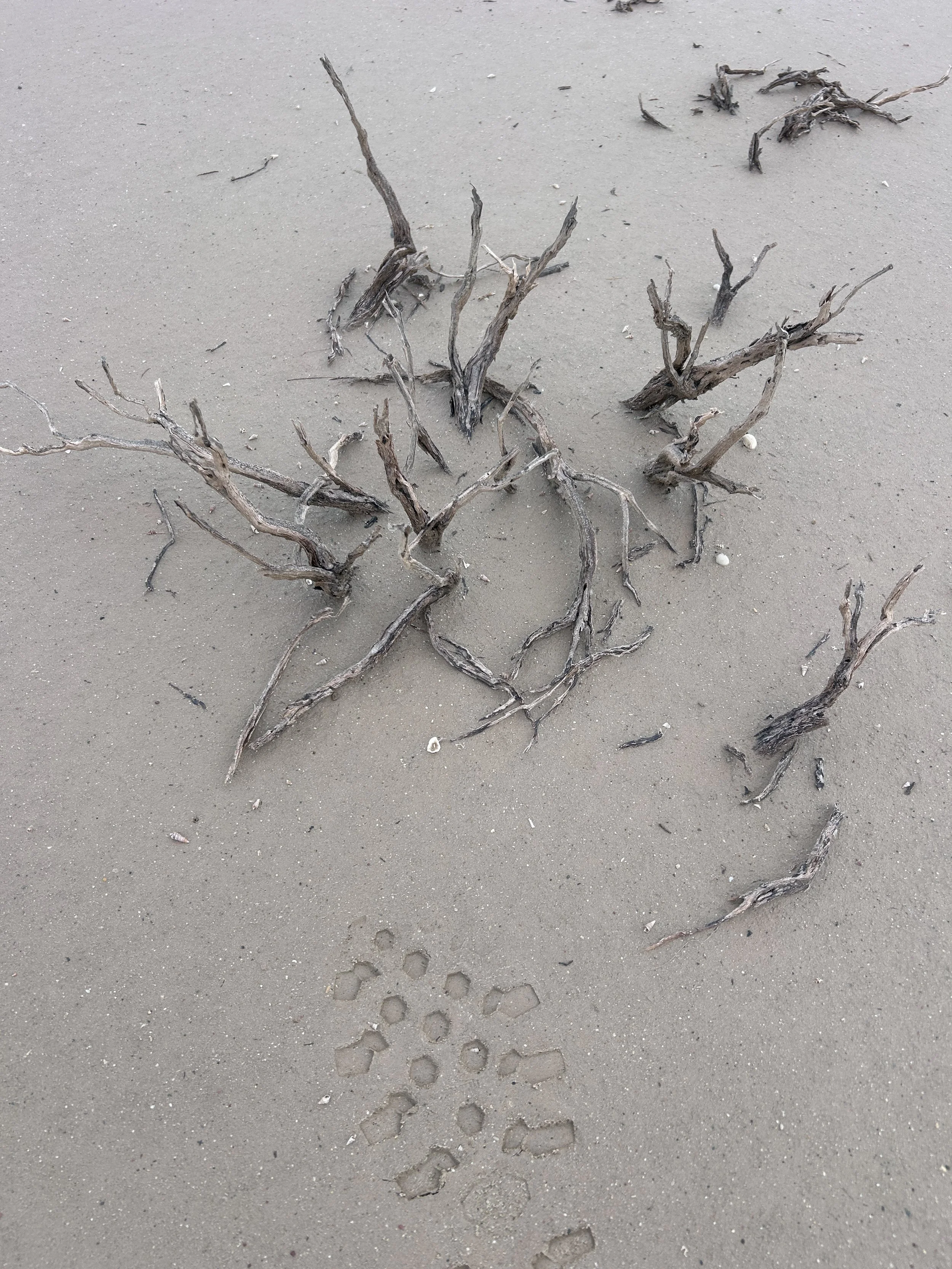Footprints in the sand near scattered pieces of dried driftwood on a beach