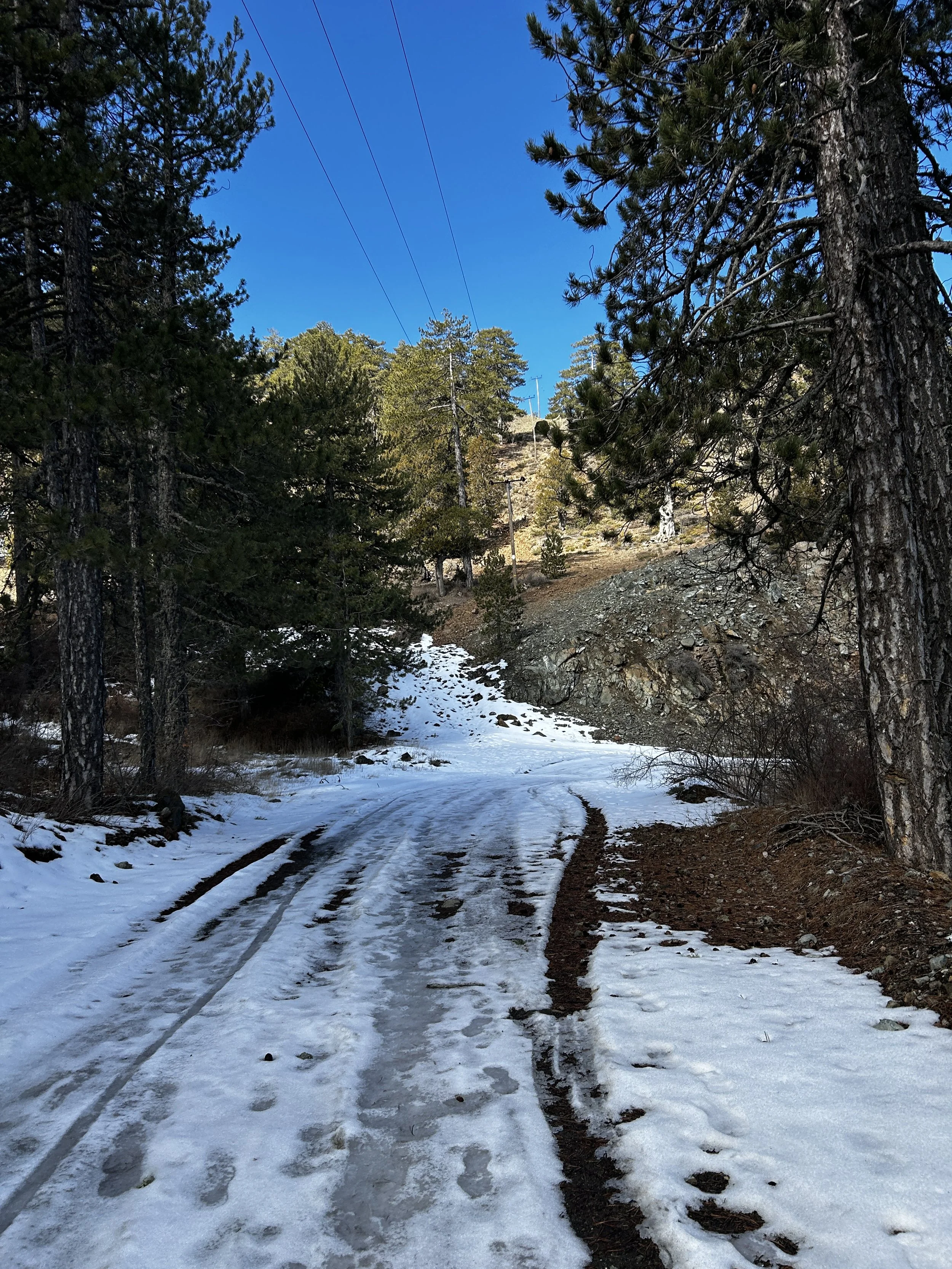 Snowy dirt trail surrounded by pine trees on a mountain slope, with a clear blue sky above.