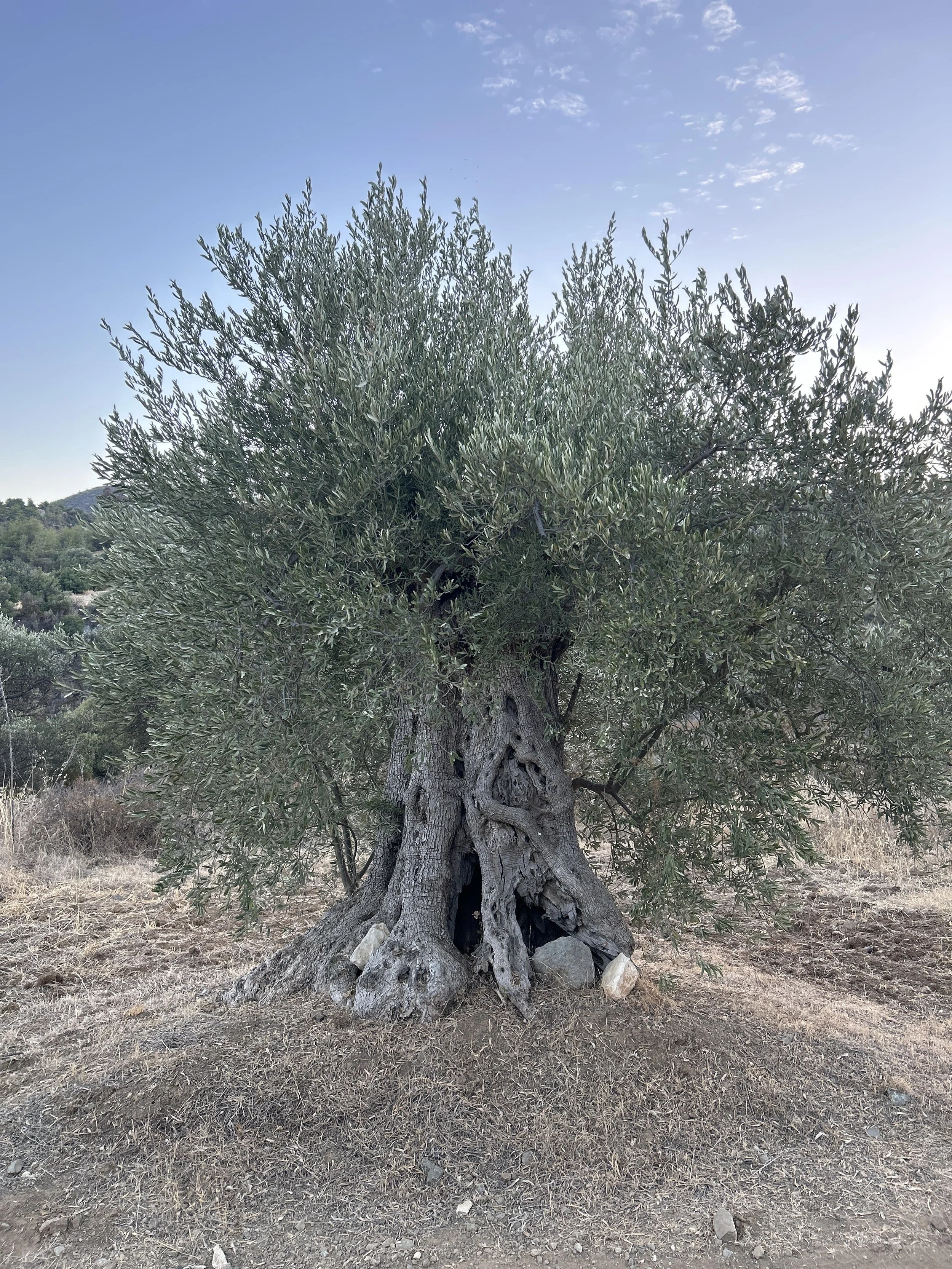 An old, gnarled olive tree with a thick trunk and dense green foliage, situated in a dry landscape with a clear blue sky.