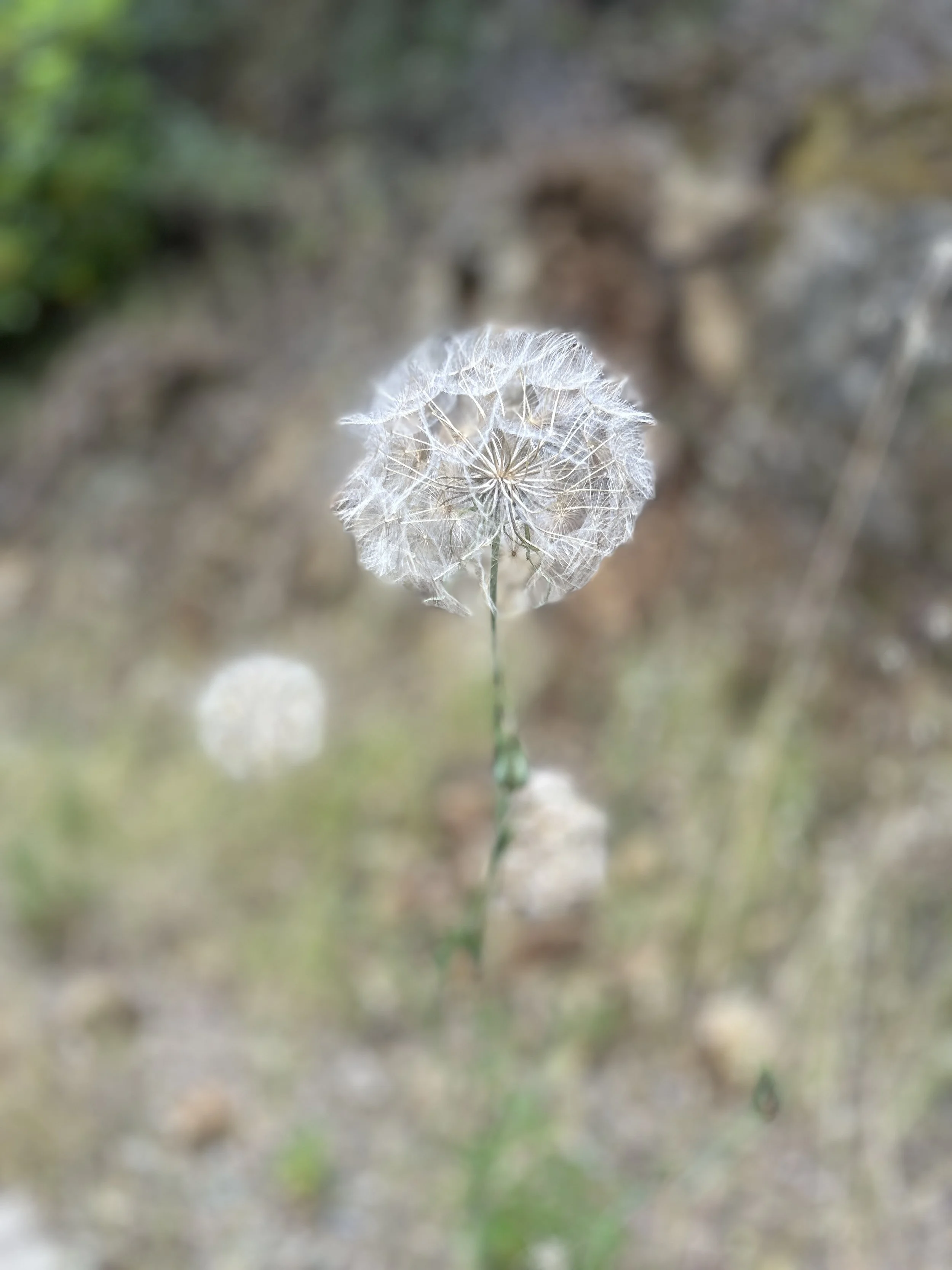 Close-up of a dandelion seed head with a blurred natural background.