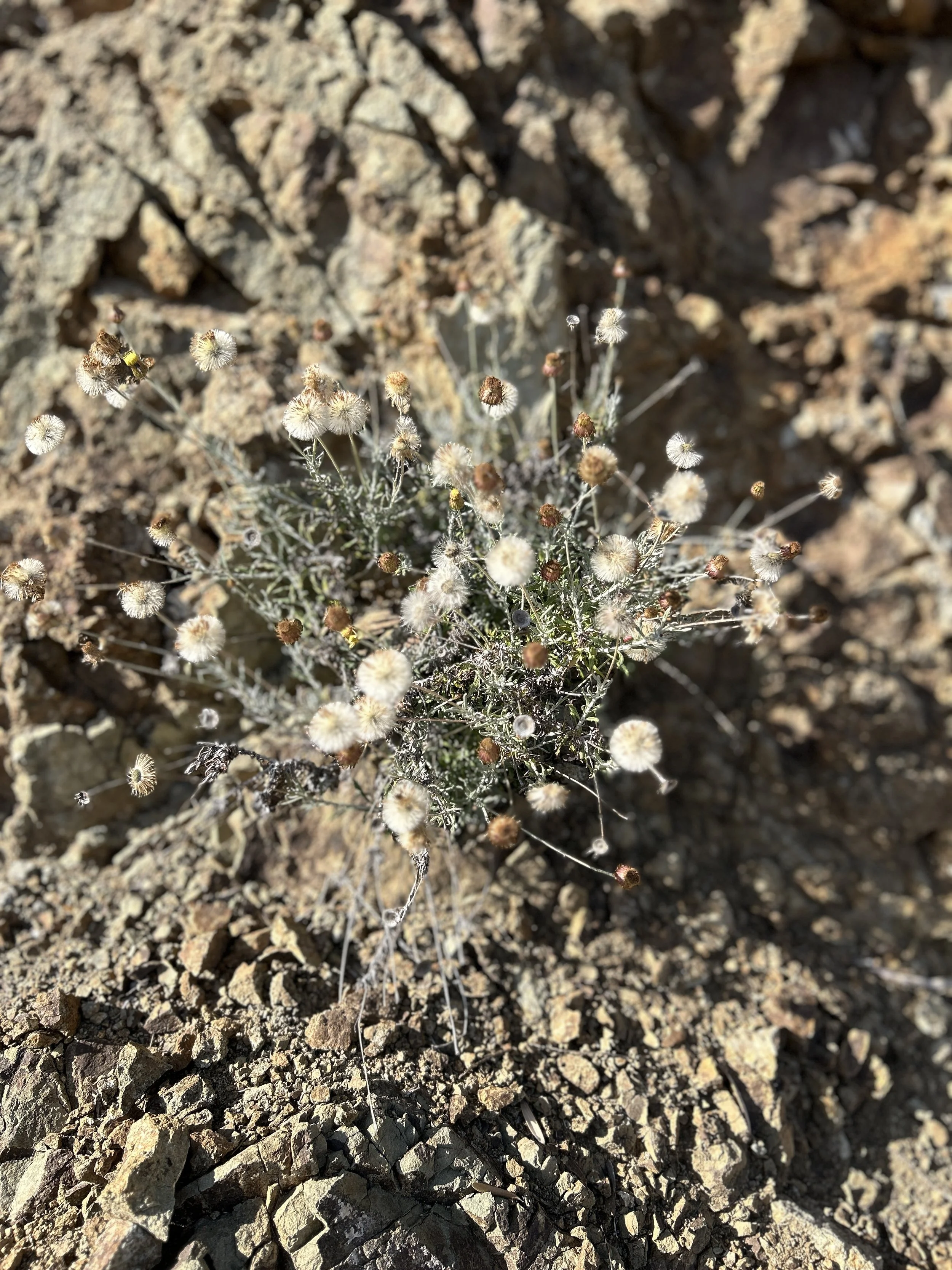 A small desert plant with several fuzzy white seed heads growing among rocks and dry soil.