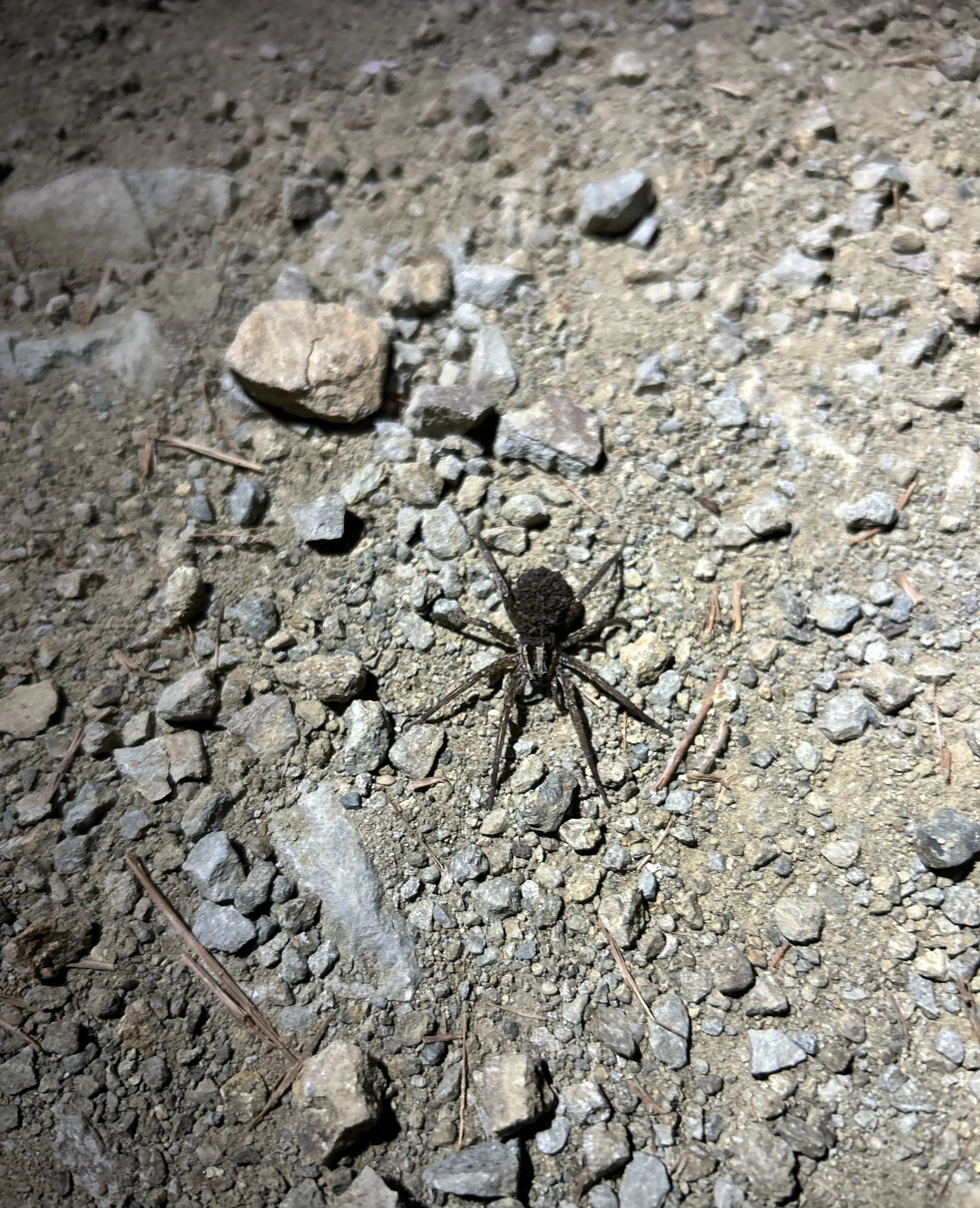 A spider with a round black body and long legs on rocky, sandy ground.