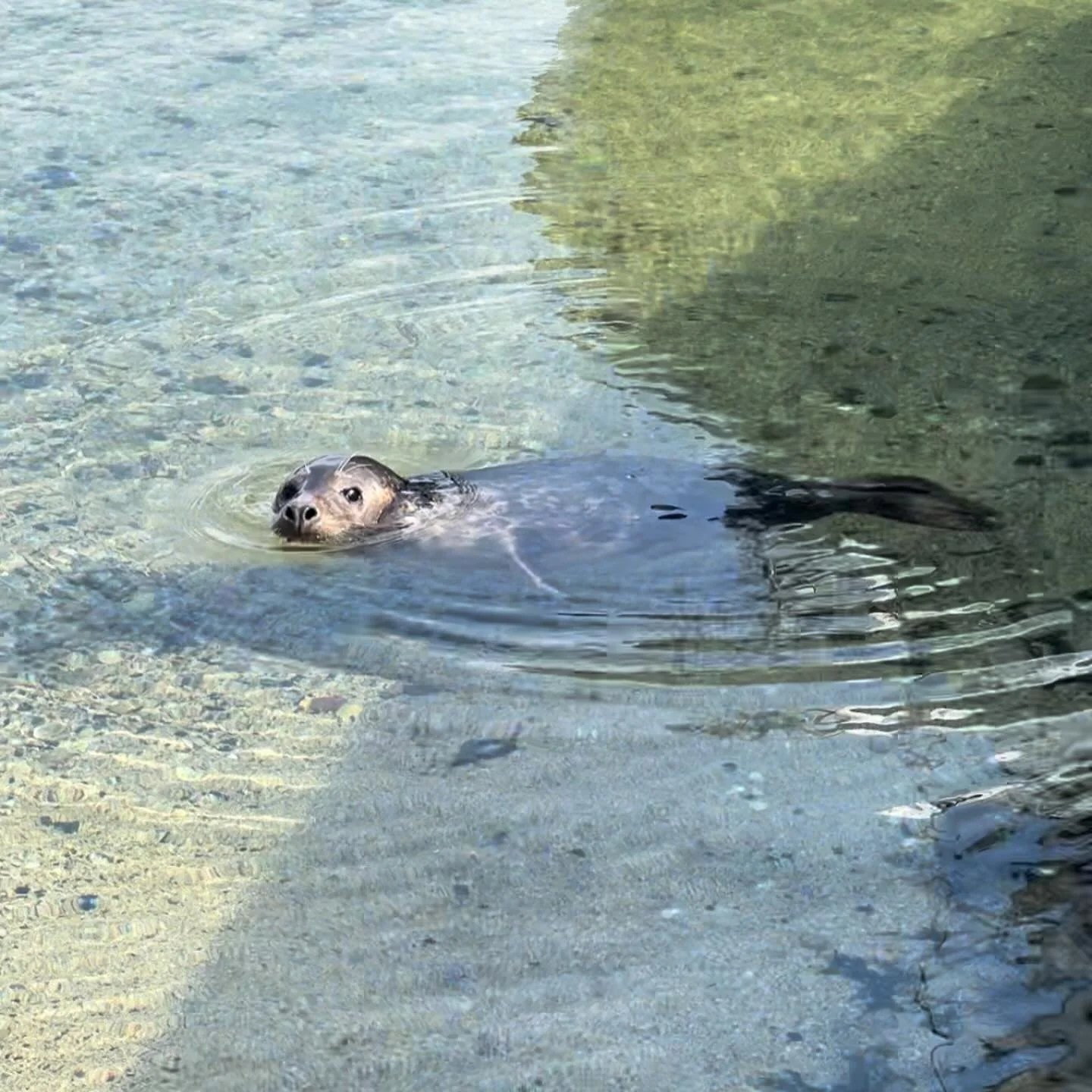 Shaped by molten rock, the ravages of nature, and a few man-made interventions, the Isle of May is a dramatic land and seascape of towering columns and cliffs, arches, caves, and sea stacks, cut through by fault lines dividing the island into islets,
