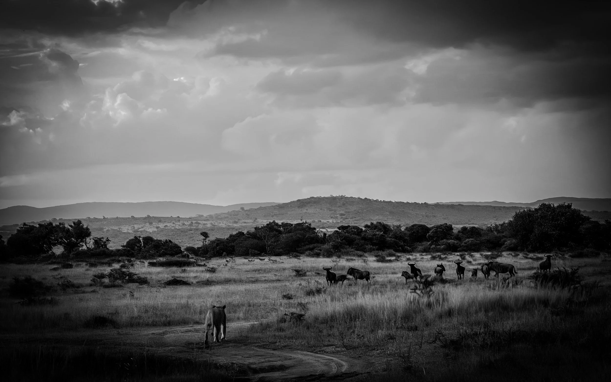 Black and white photo of a savannah landscape with a lion walking on a dirt path, a group of antelopes grazing and resting among trees, and hills in the background under cloudy sky.