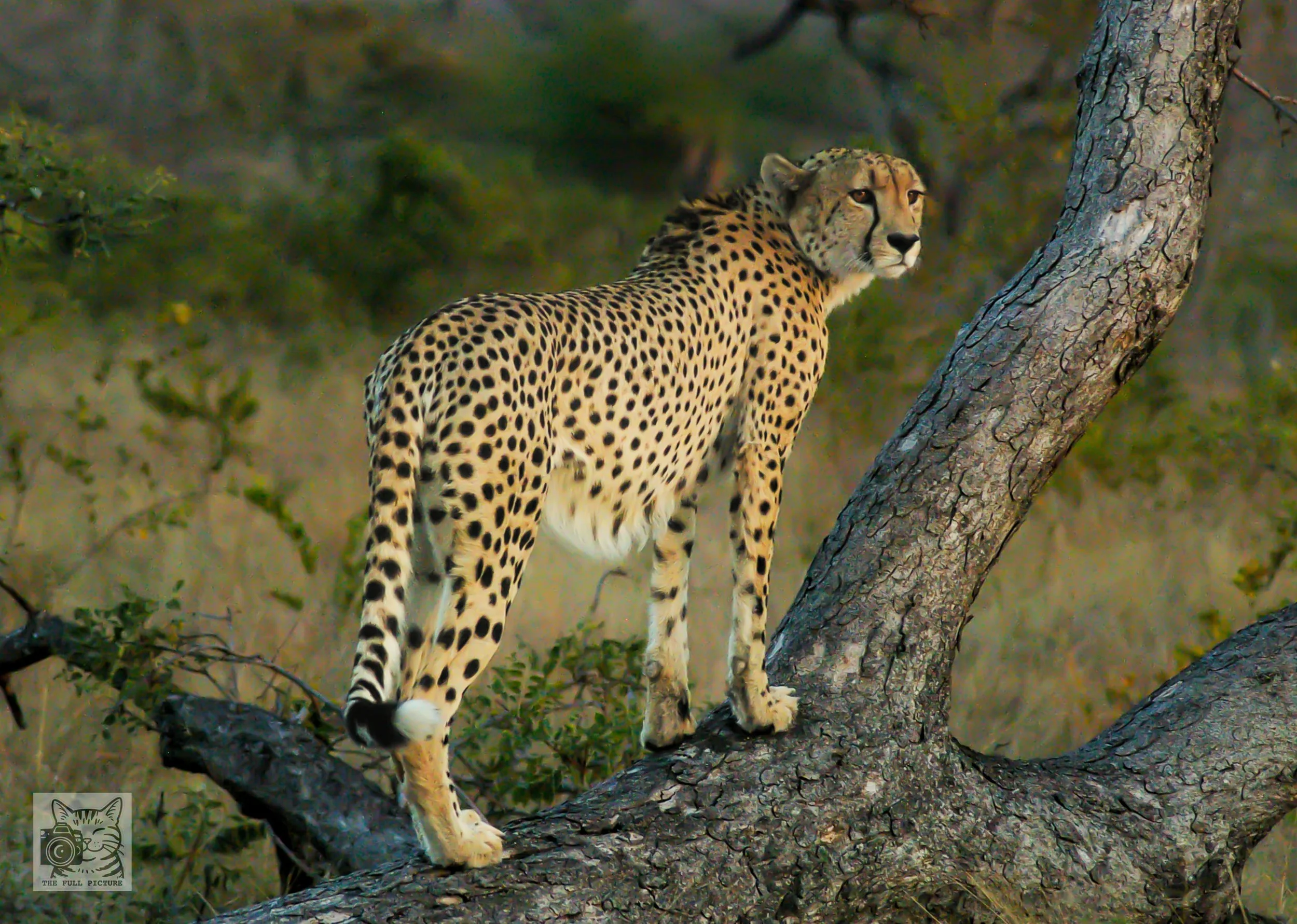 Cheetah branch pose.jpg