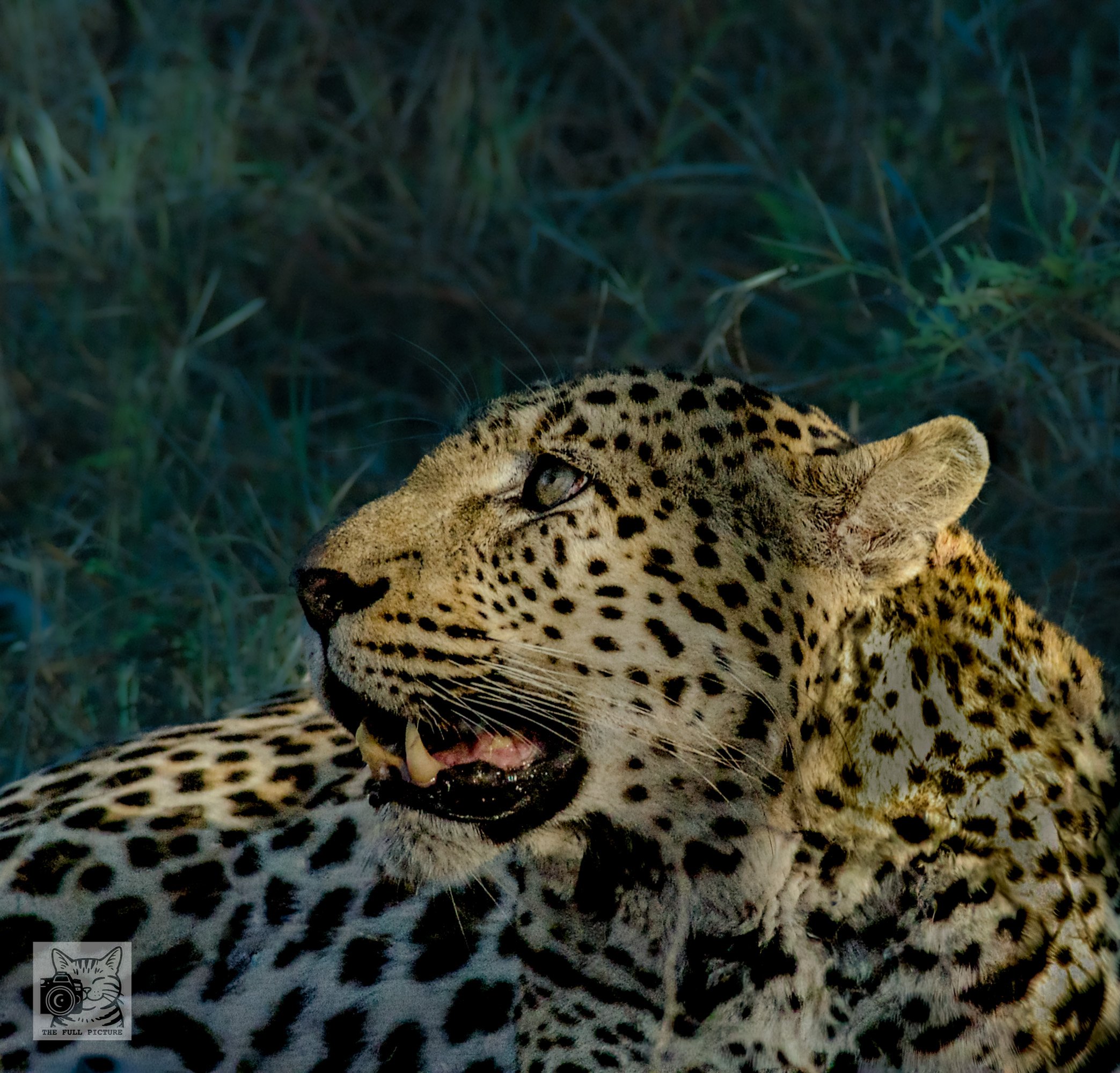 Leopard Green Grass.jpg