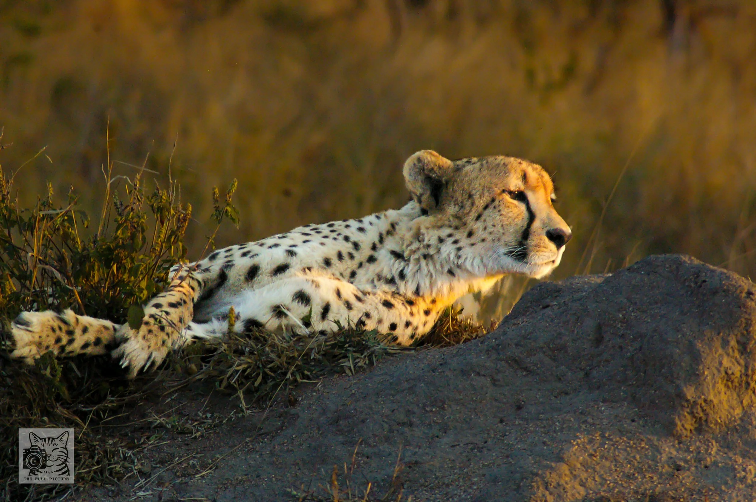 Cheetah folded paws.jpg