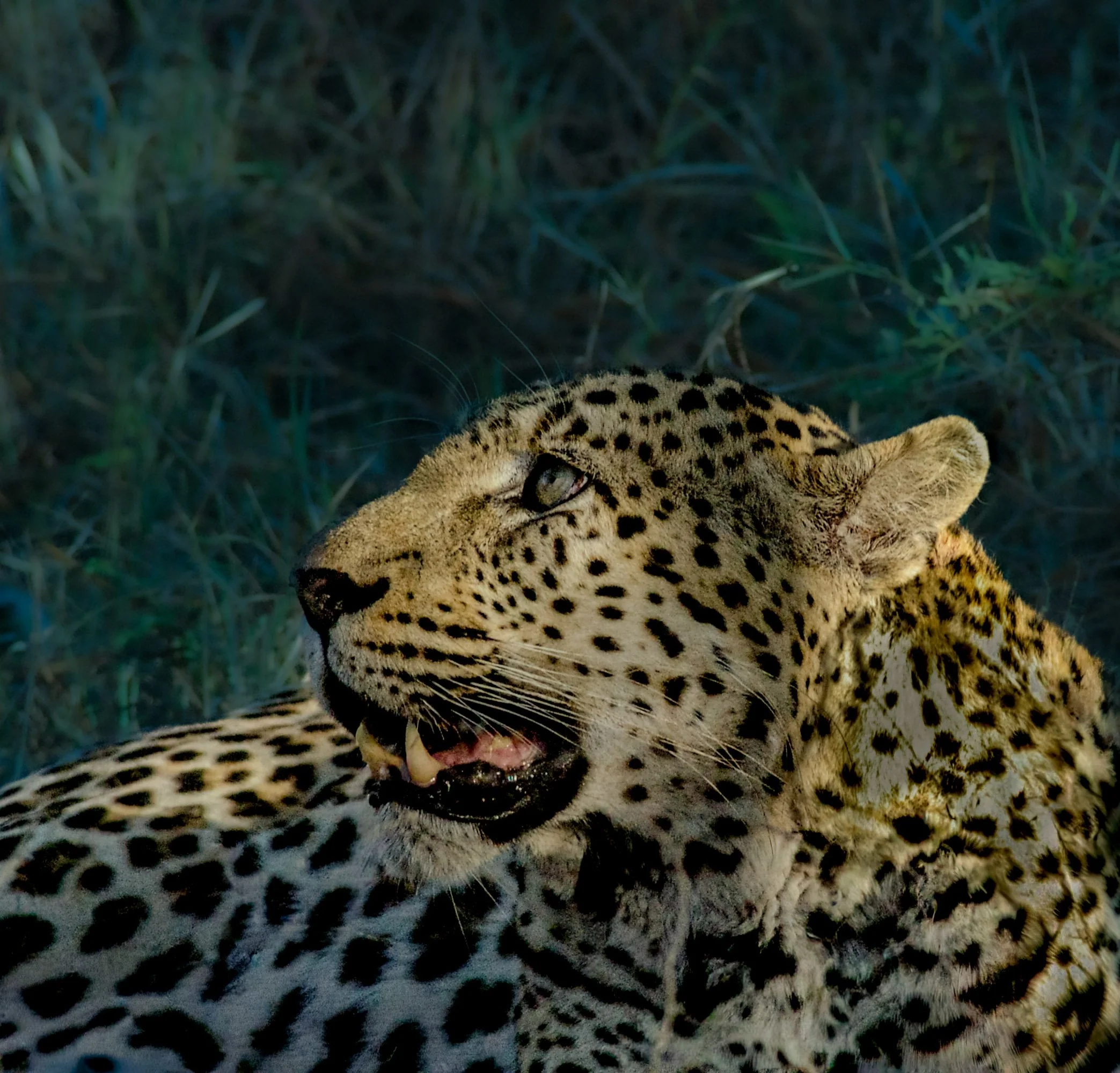 Close-up of a leopard's face lying in grass, with open mouth showing sharp teeth and spots on fur.