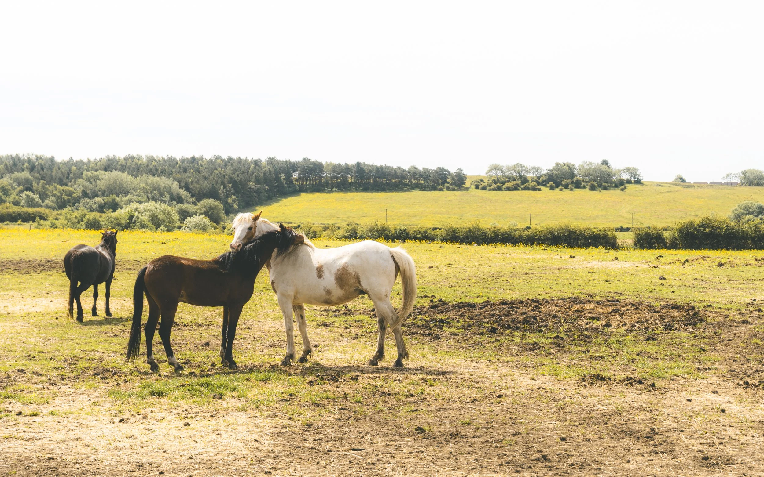 Four horses standing in a grassy field with hills and trees in the background on a sunny day.