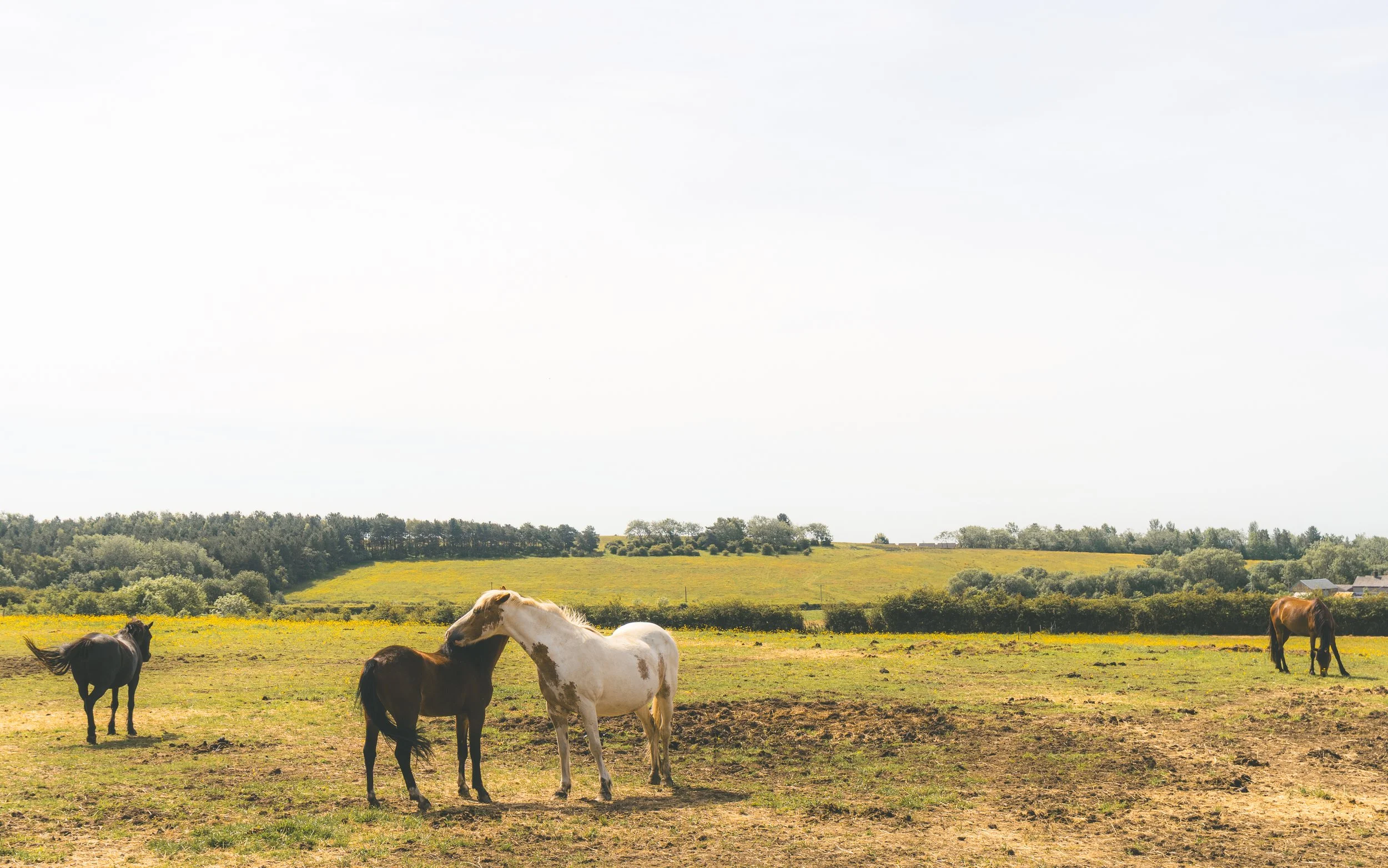 A group of horses grazing in a green field with rolling hills and trees in the distance under a partly cloudy sky.