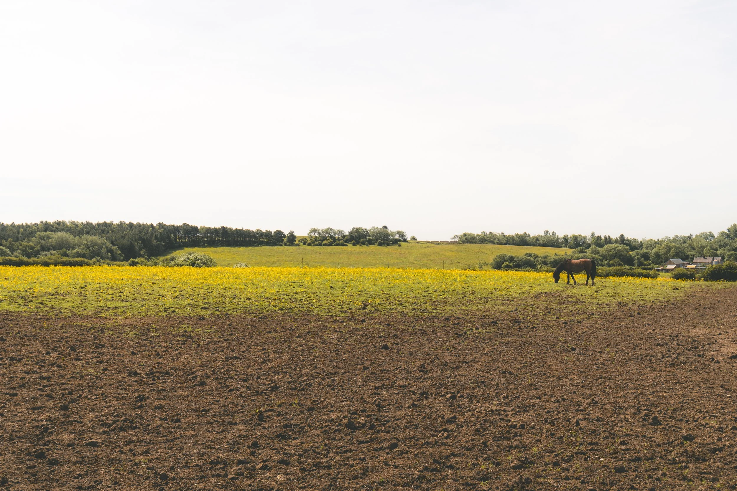 A rural landscape with a large open field, a single horse grazing, trees on the horizon, and a few houses in the distance under an overcast sky.