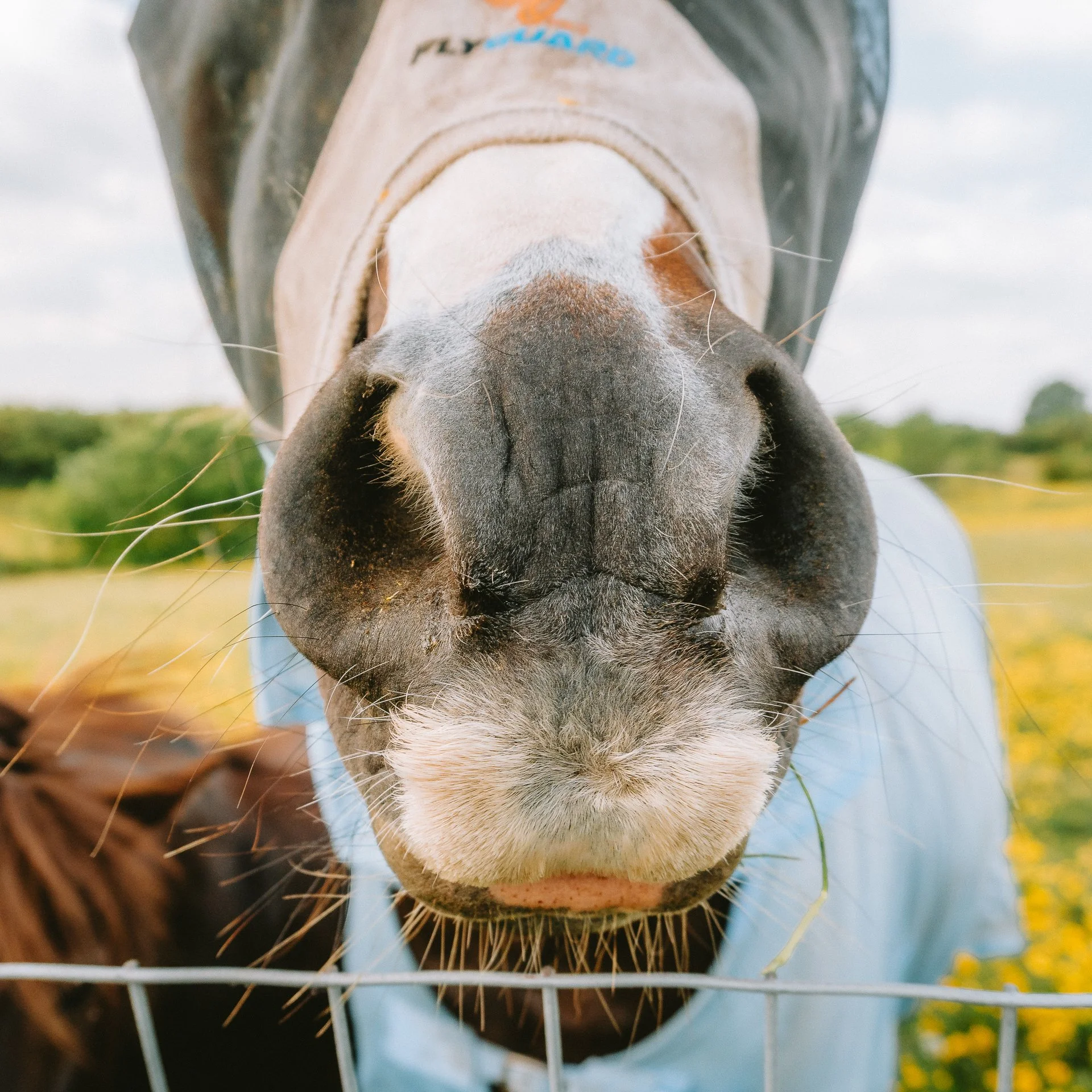 Back Field Walk 19_05_25-118.jpg