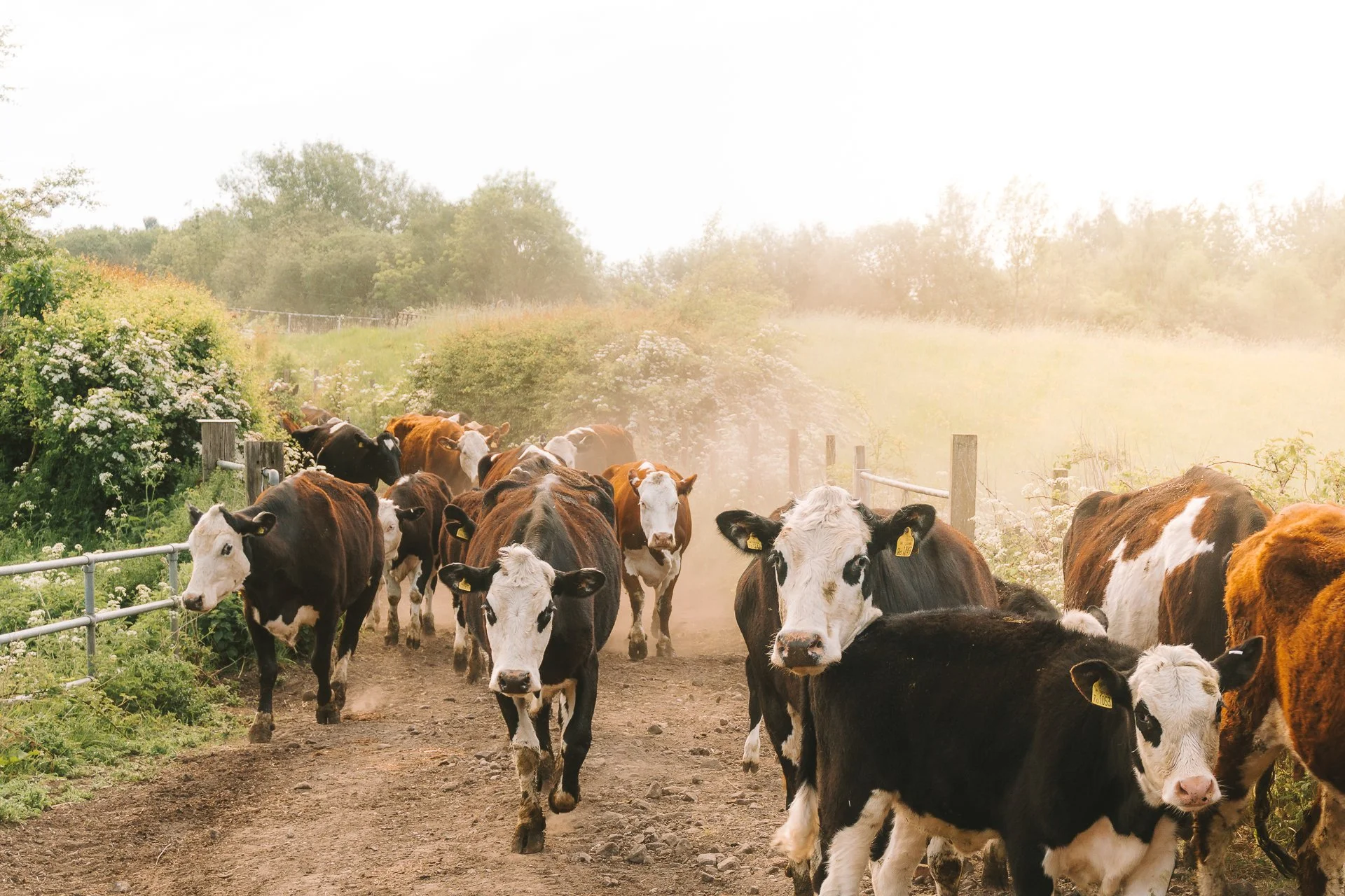 DSC01489.jpg