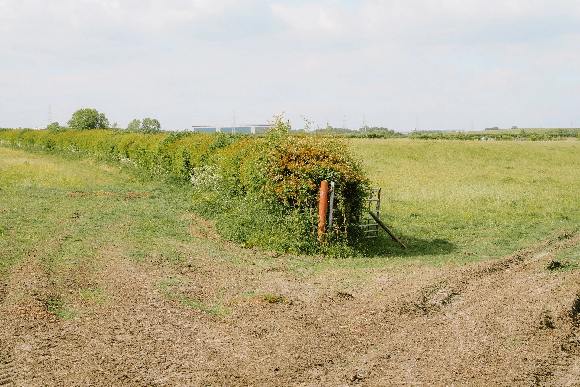 Back Field Walk 19_05_25-108.jpg