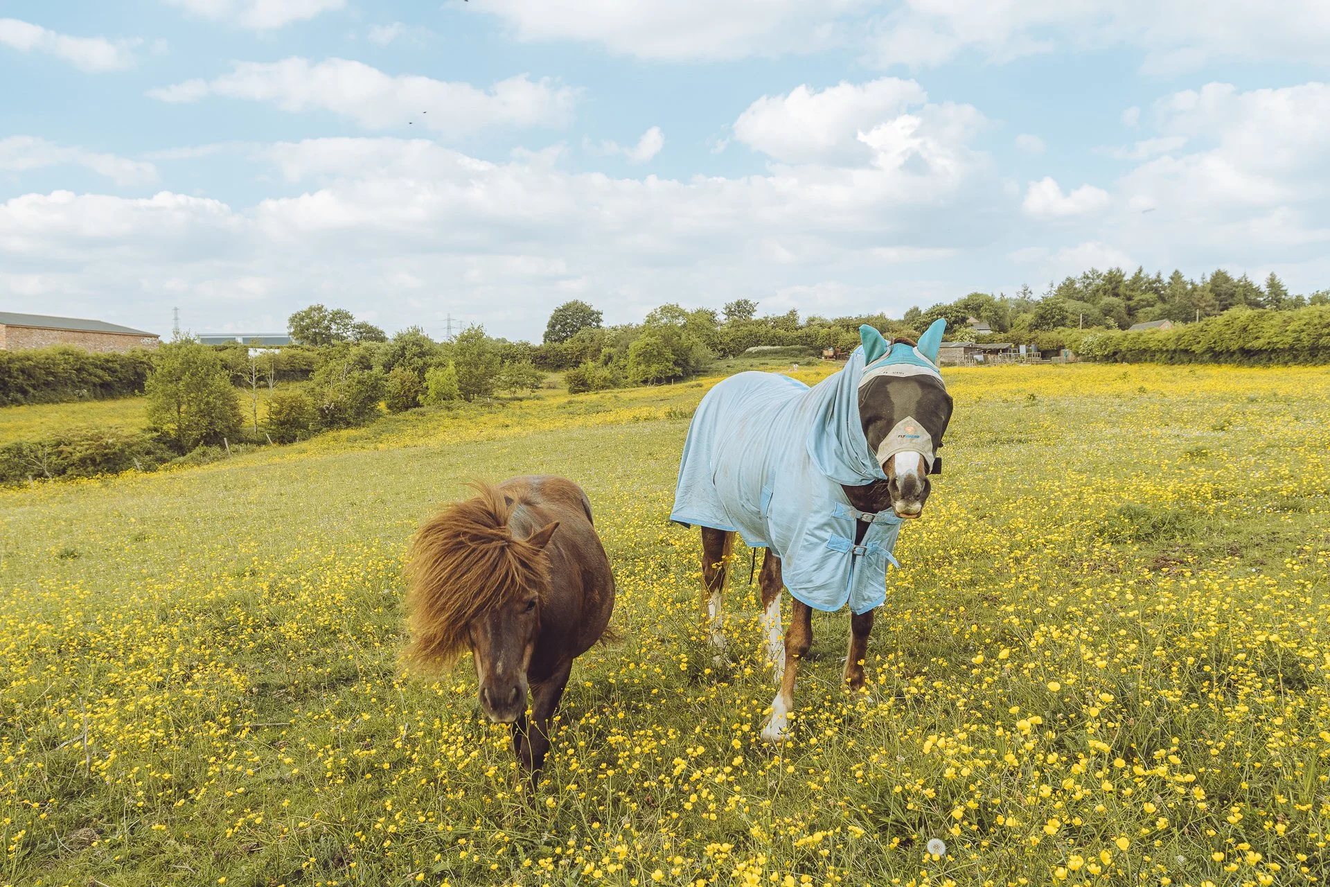 Back Field Walk 19_05_25-117.jpg