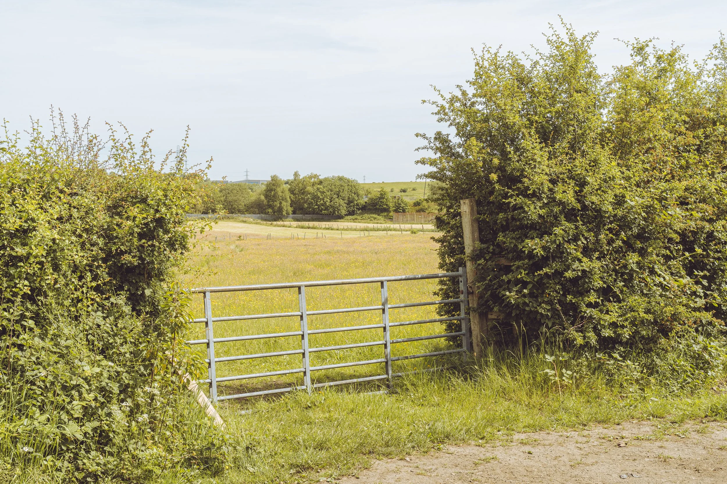 A rural scene with green bushes and a metal gate, open to a grassy field with trees and a blue sky with some clouds in the distance.