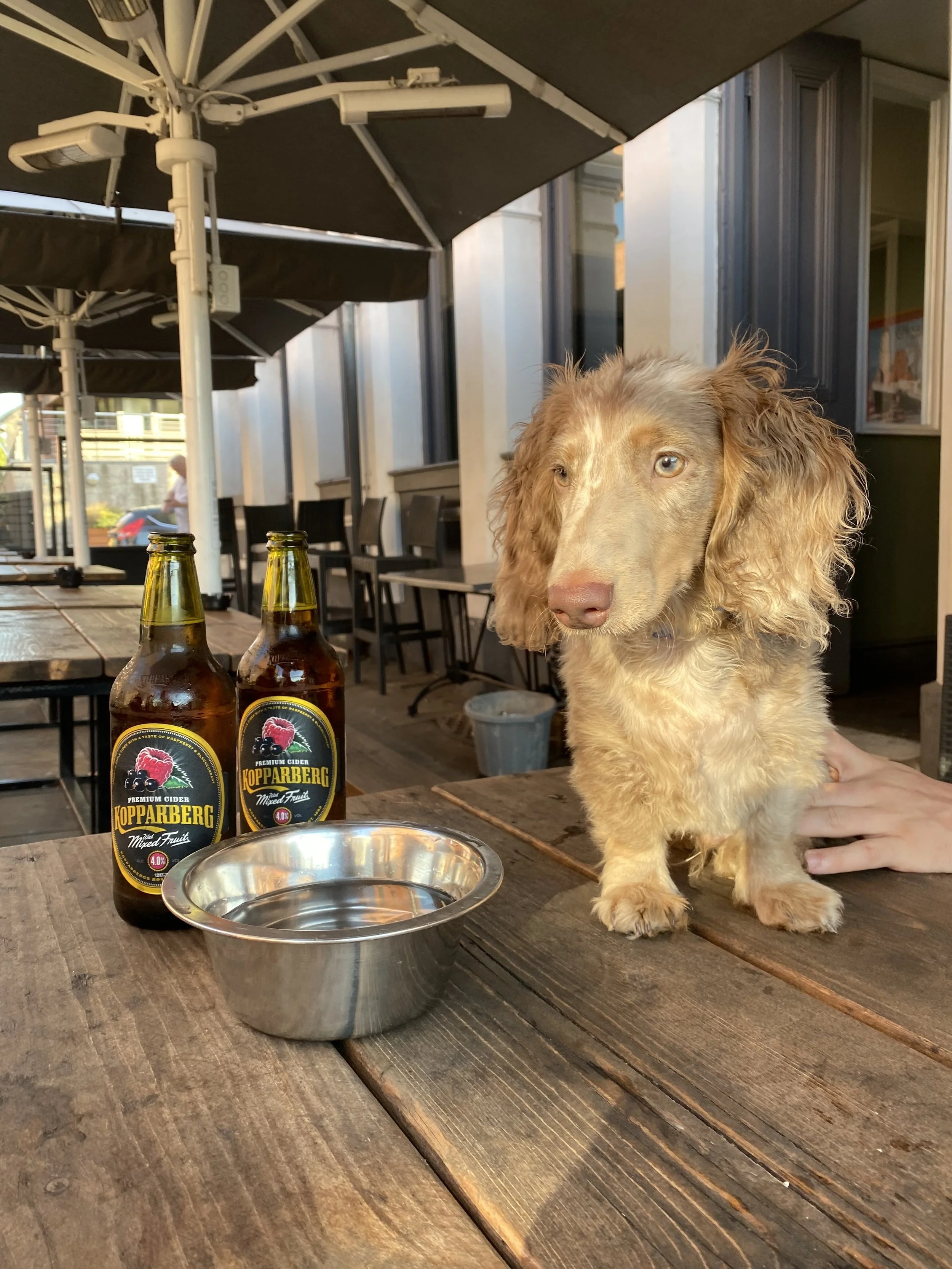 A cute brown and cream-colored puppy with long ears and a pink nose sitting on a wooden table at an outdoor patio cafe, with two bottles of Kopparberg cider, a metal bowl, and a person's hand gently touching the puppy.