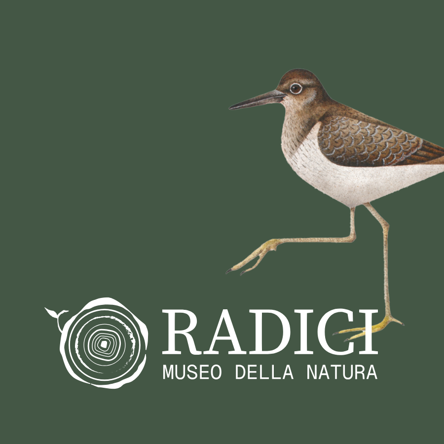 Radici Museo della natura