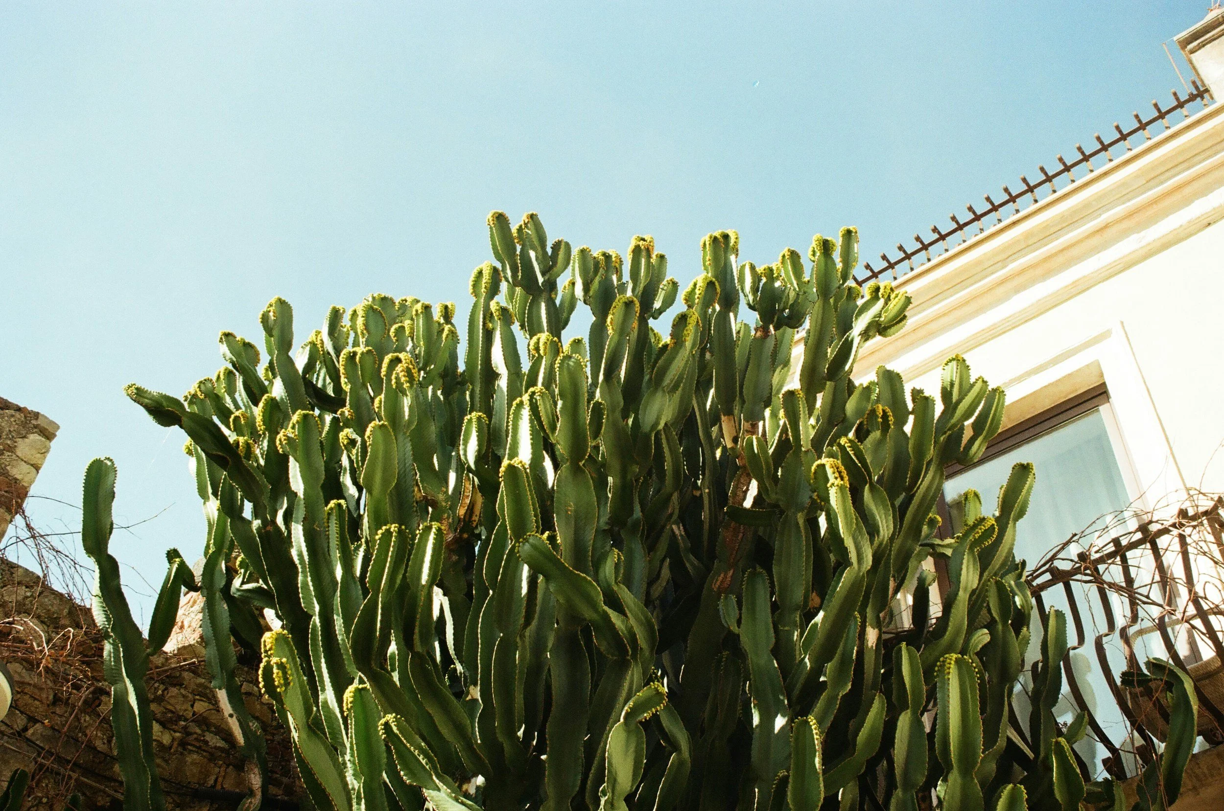 Cactus verde alto vicino a una casa con balcone, sotto un cielo azzurro
